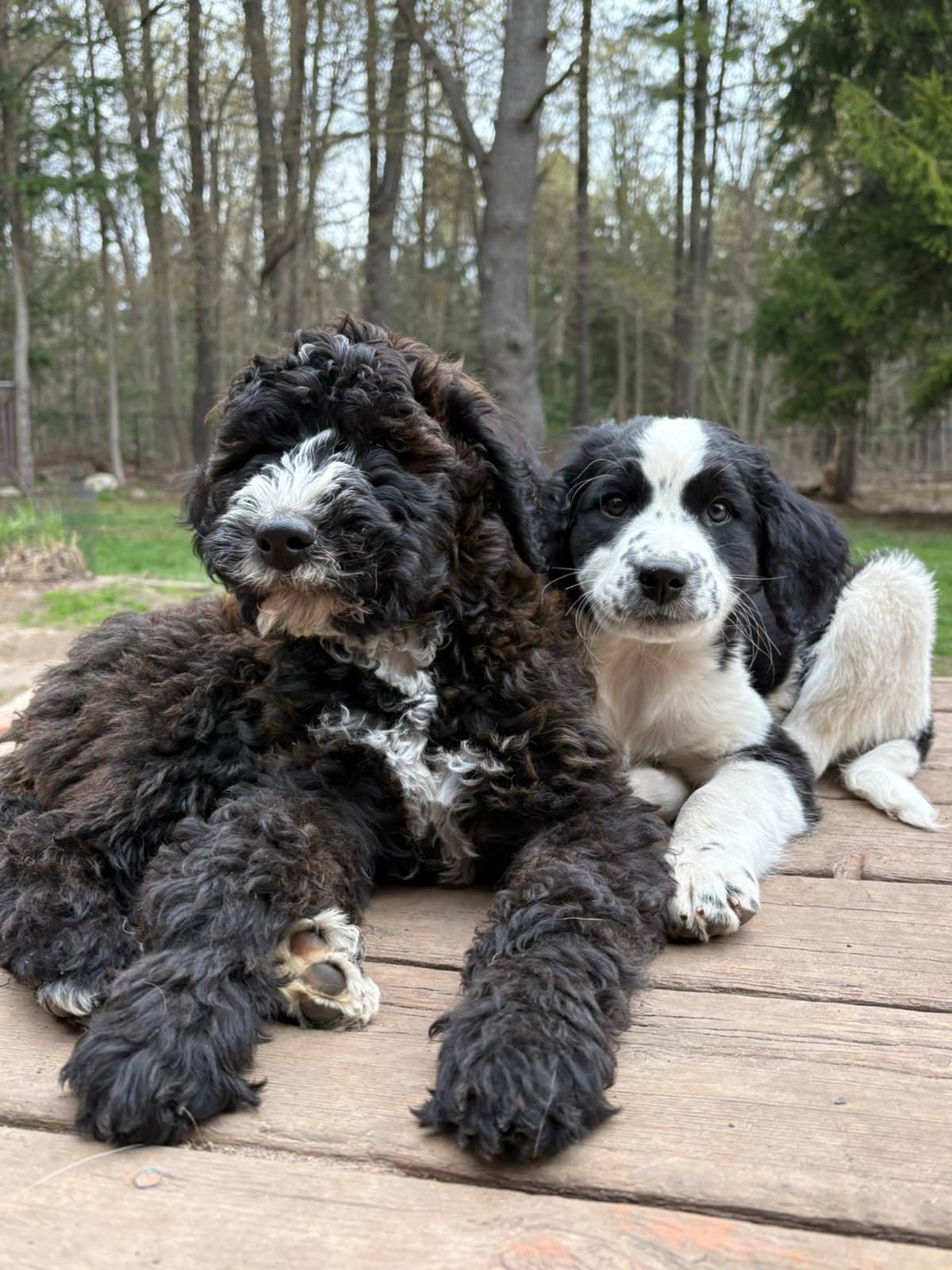 Two puppies on deck