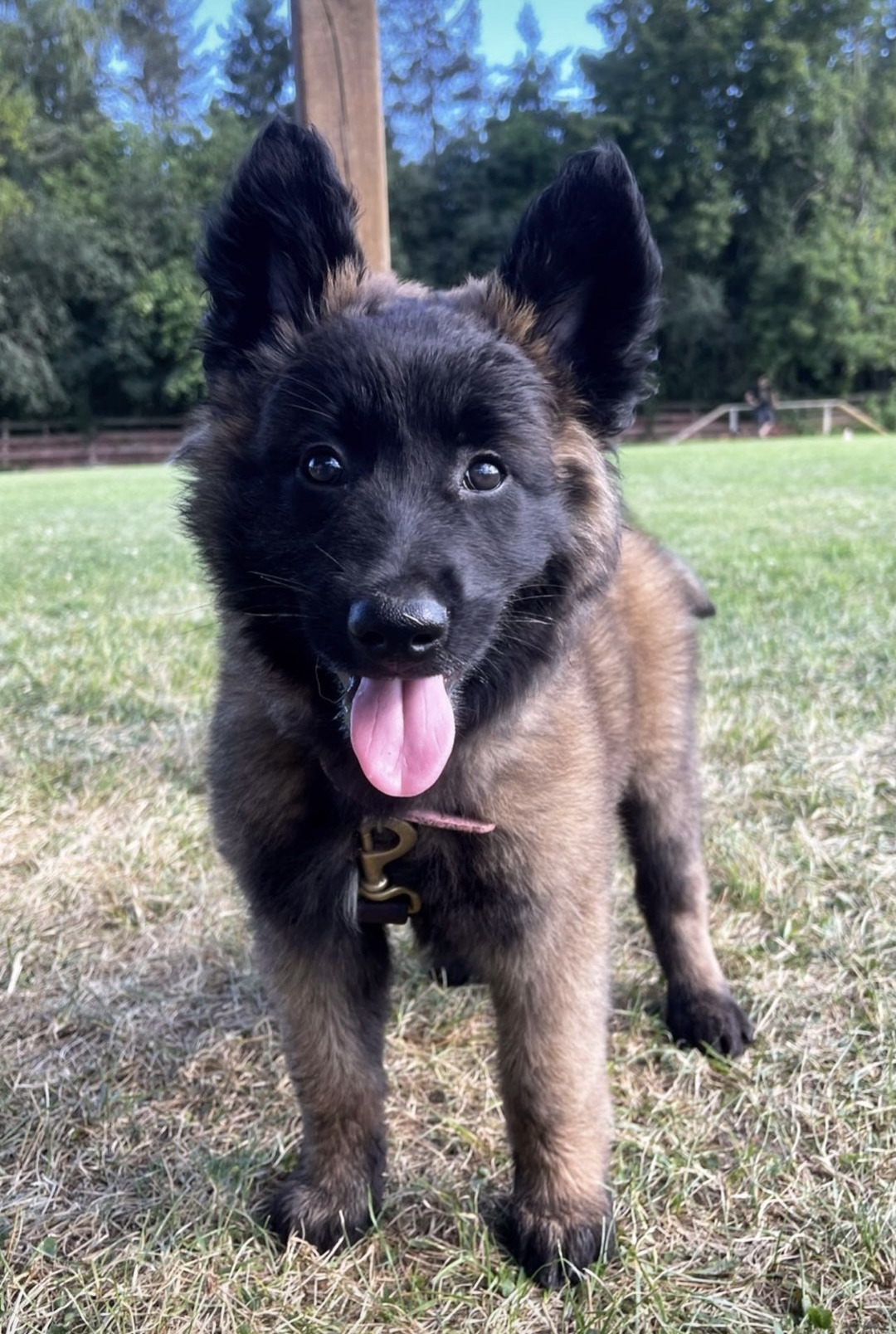 Cute dark sable Belgian Malinois puppy with big ears and pink tongue standing on green grass — puppy obedience training at Altona K9 Centre Pickering Ontario GTA