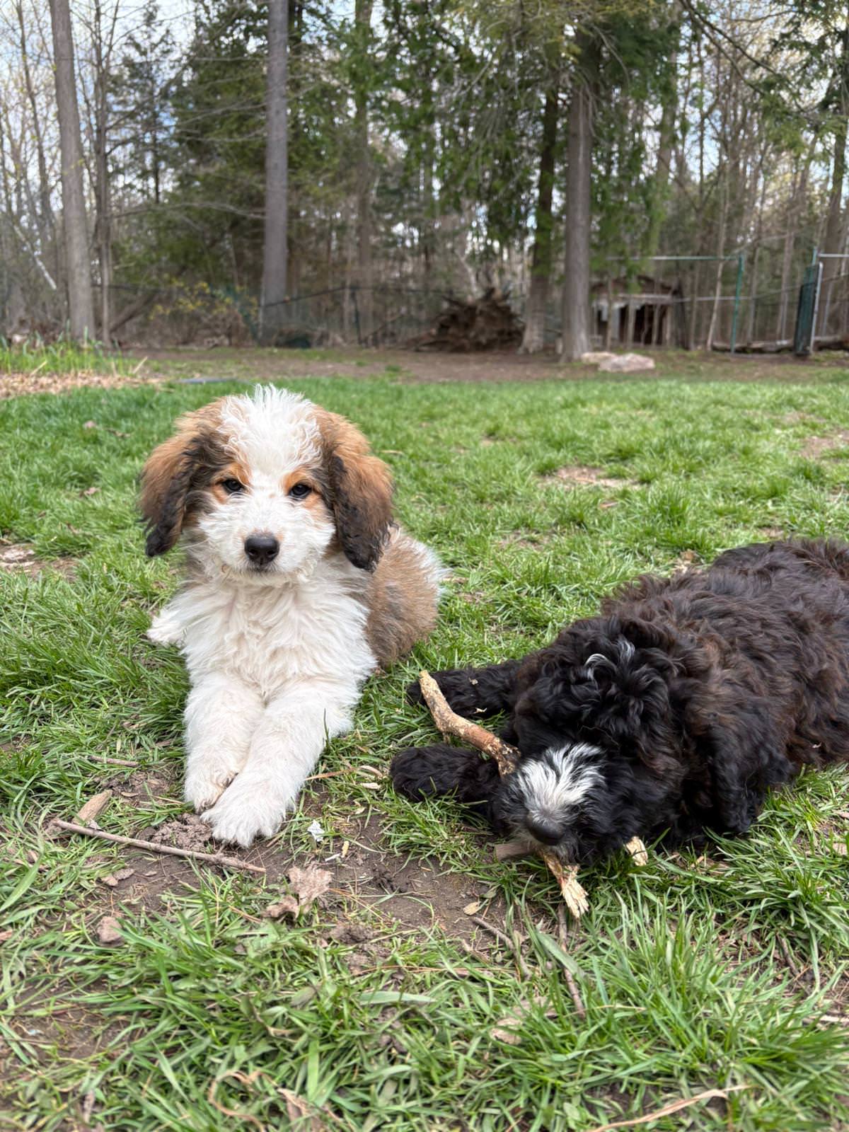 Two puppies on grass