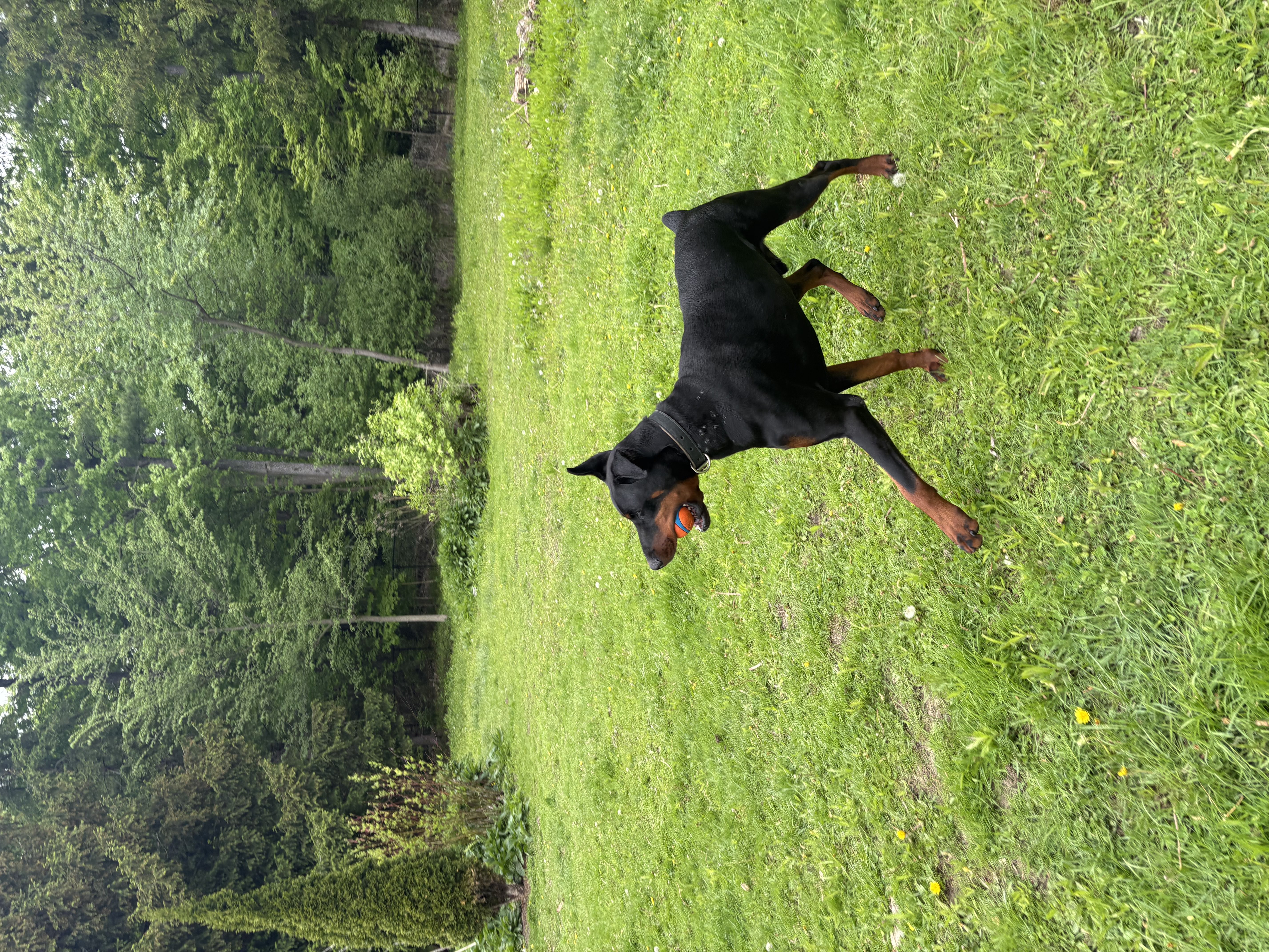 Fetch Champion