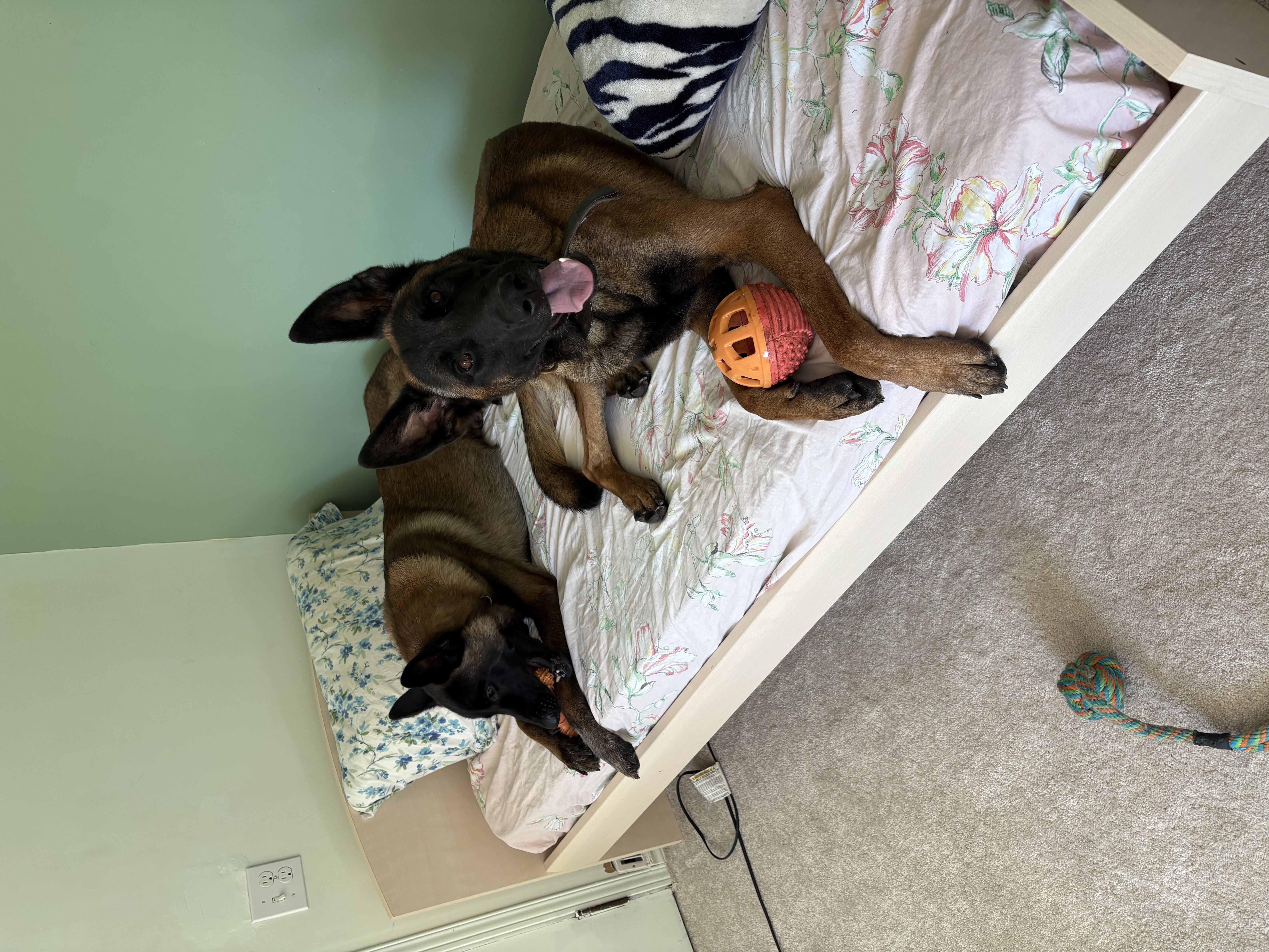 Malinois Duo