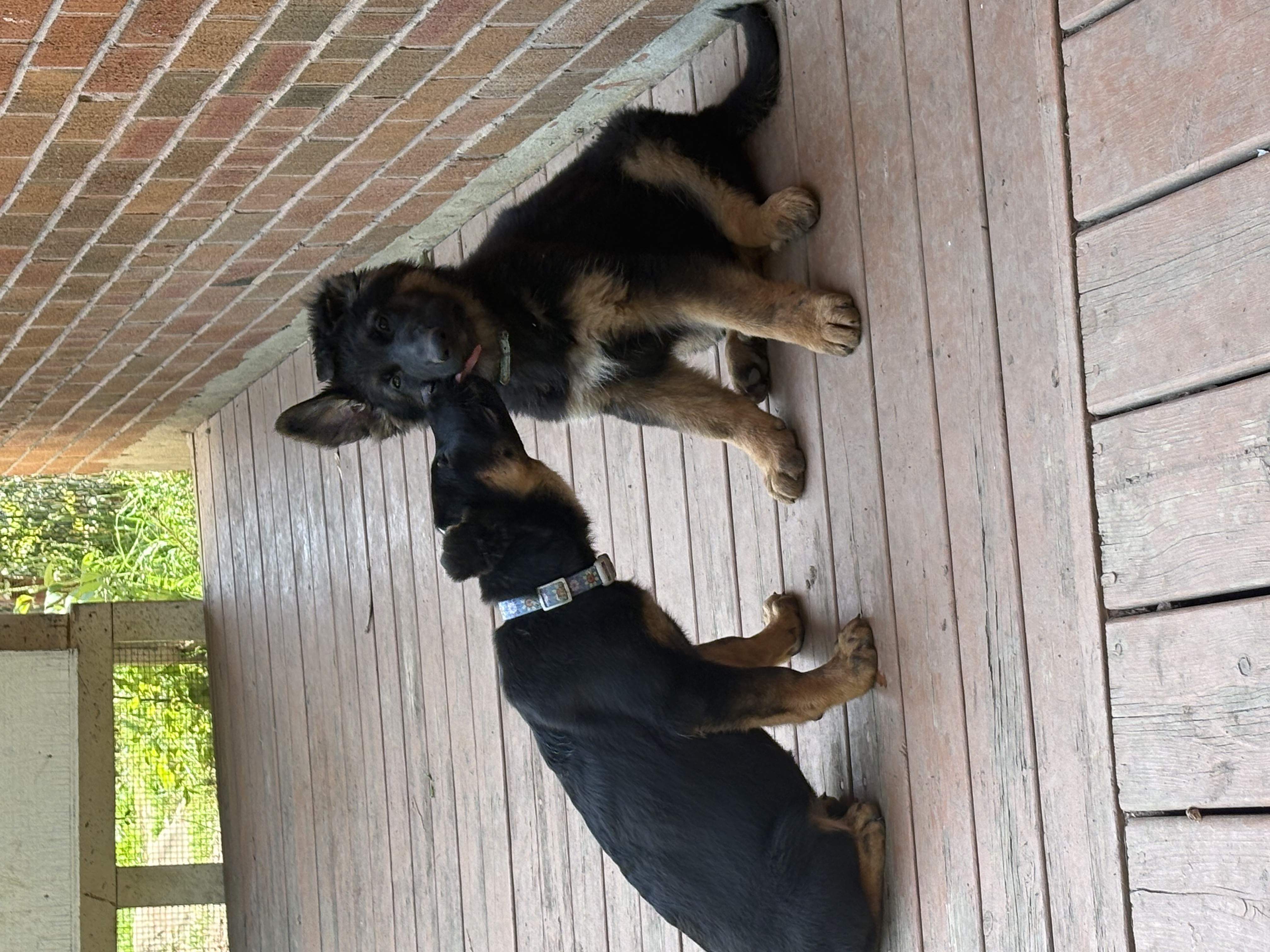 Two GSD puppies on porch