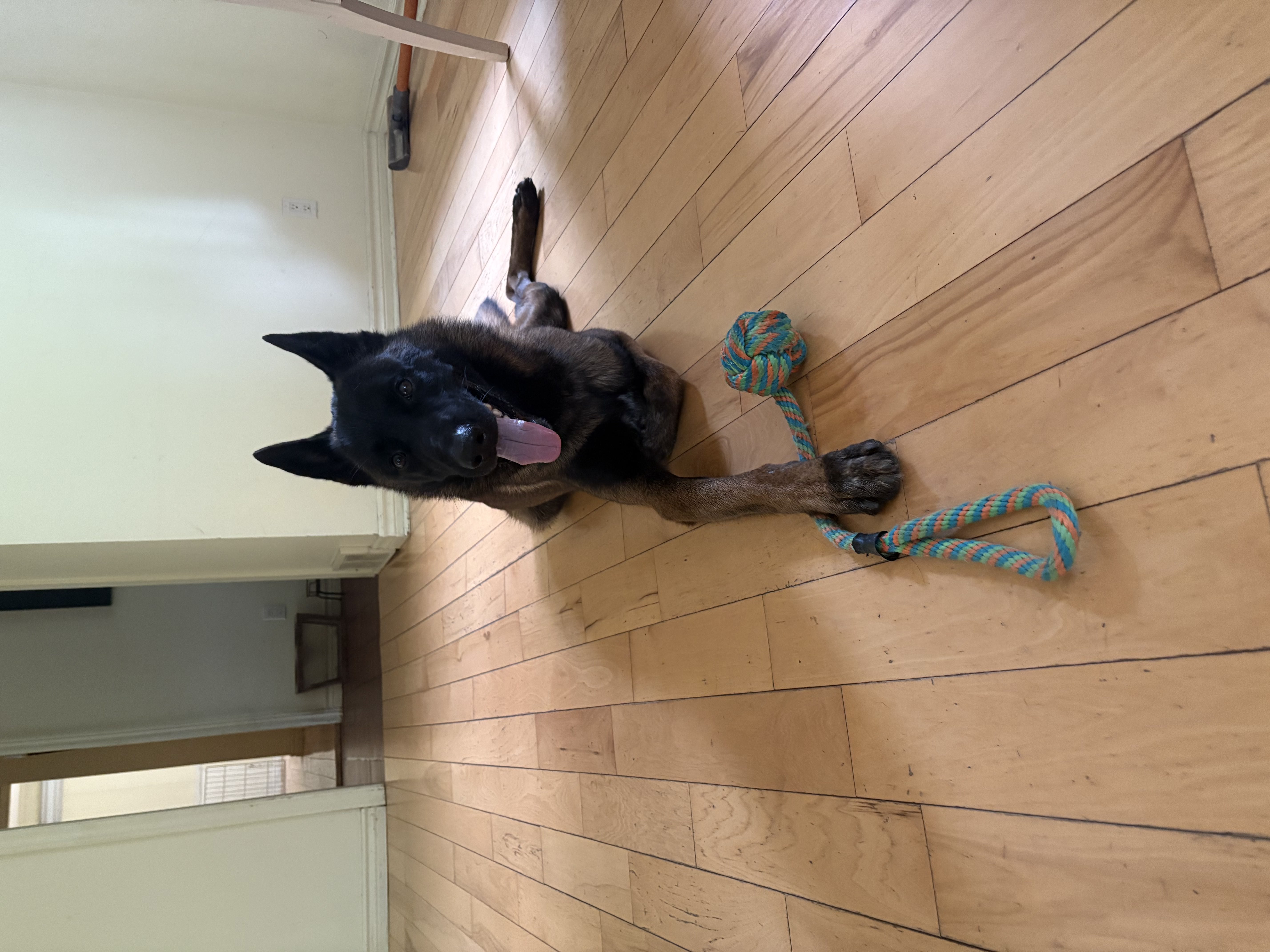 Black Belgian Malinois lying on a hardwood floor with a colorful rope toy — obedience training and board and train at Altona K9 Centre Pickering Ontario GTA