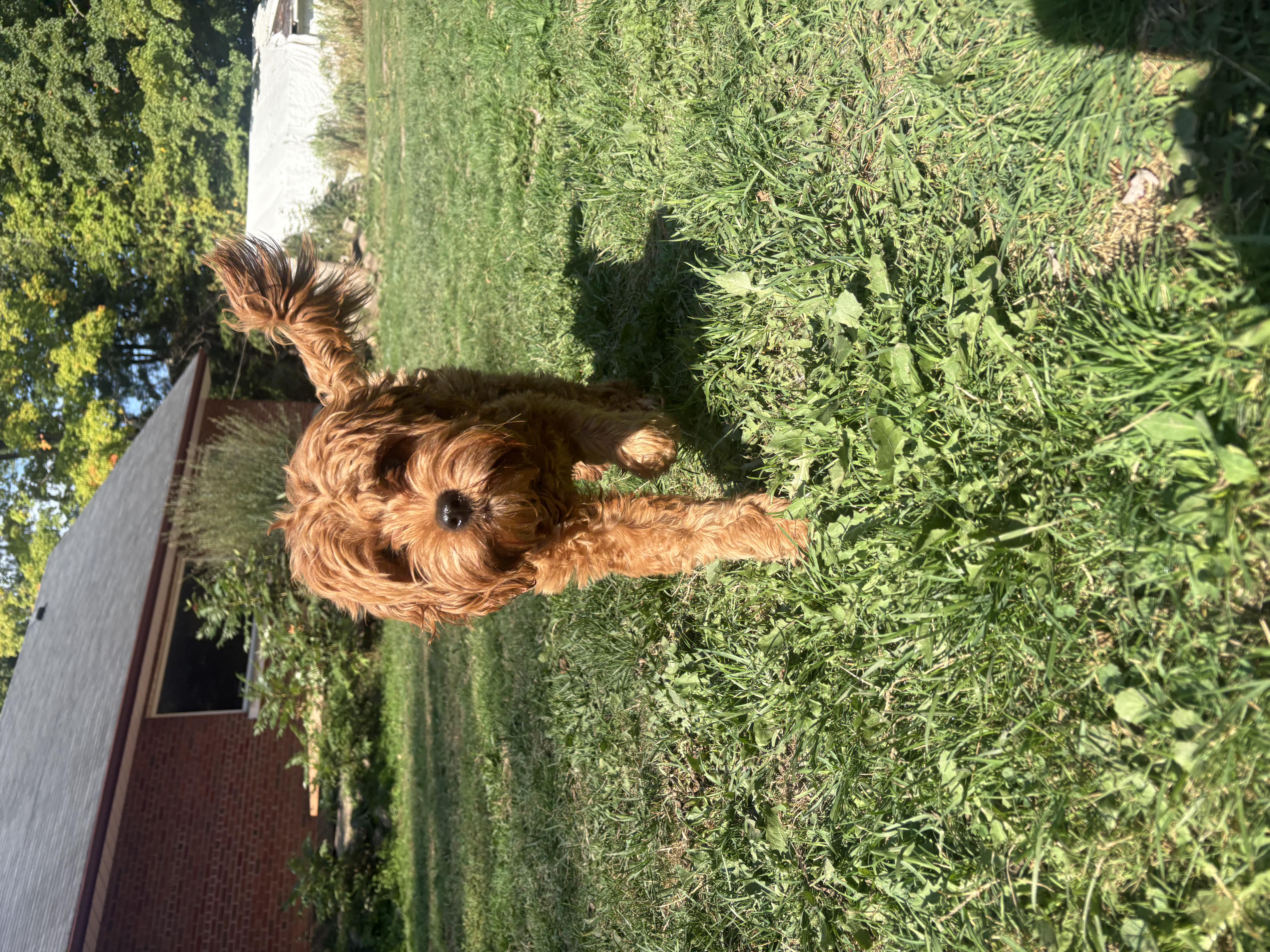 Adorable red Cavoodle puppy running joyfully on green grass with tail up — doggy daycare outdoor play at Altona K9 Centre Pickering Ontario GTA