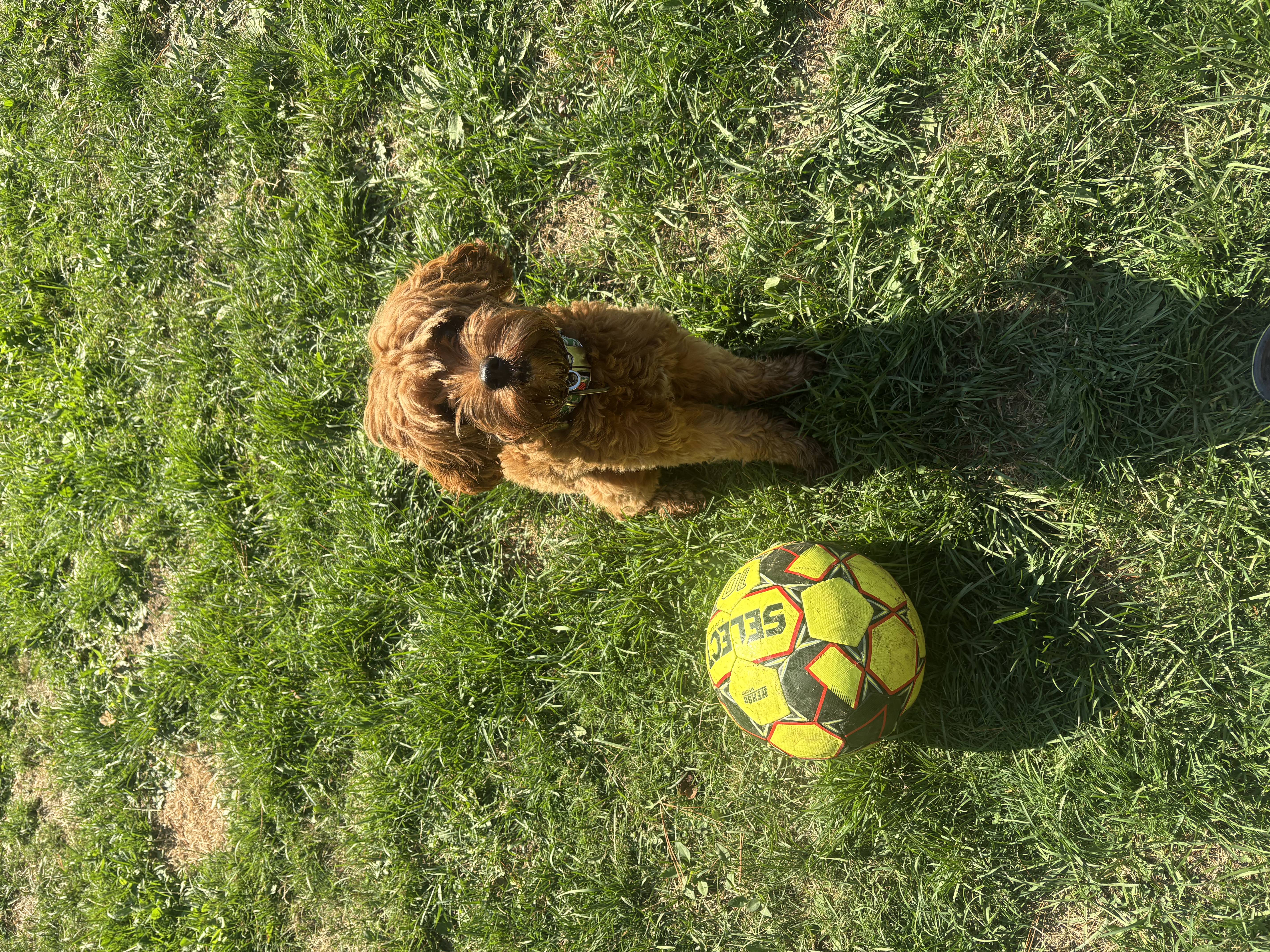 Cute red Cavoodle puppy sitting next to a yellow soccer ball on green grass — outdoor daycare play at Altona K9 Centre Pickering Ontario