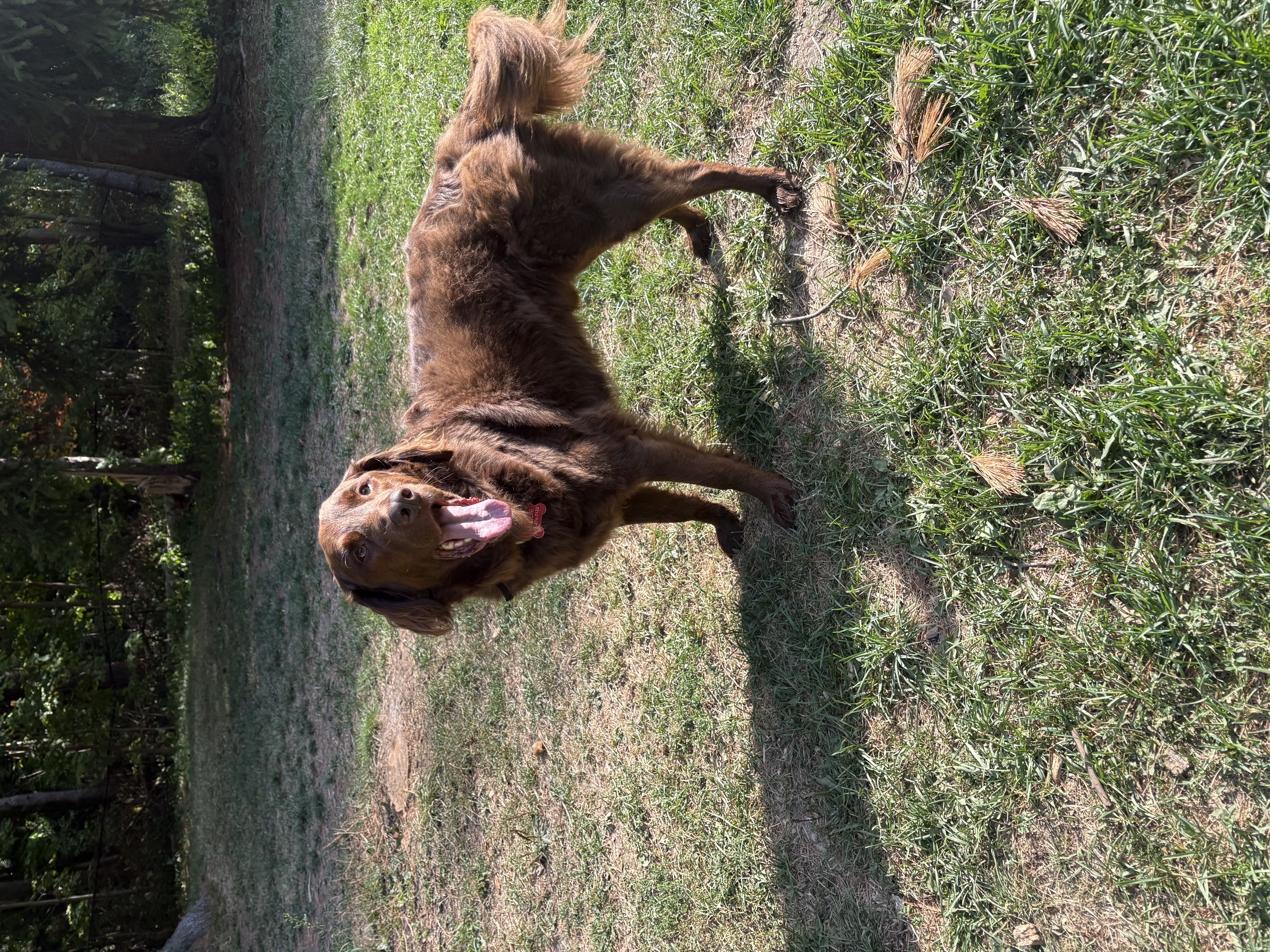Happy chocolate Flat-Coated Retriever standing on sunny grass looking up with a big smile — doggy daycare at Altona K9 Centre Pickering Ontario serving the GTA
