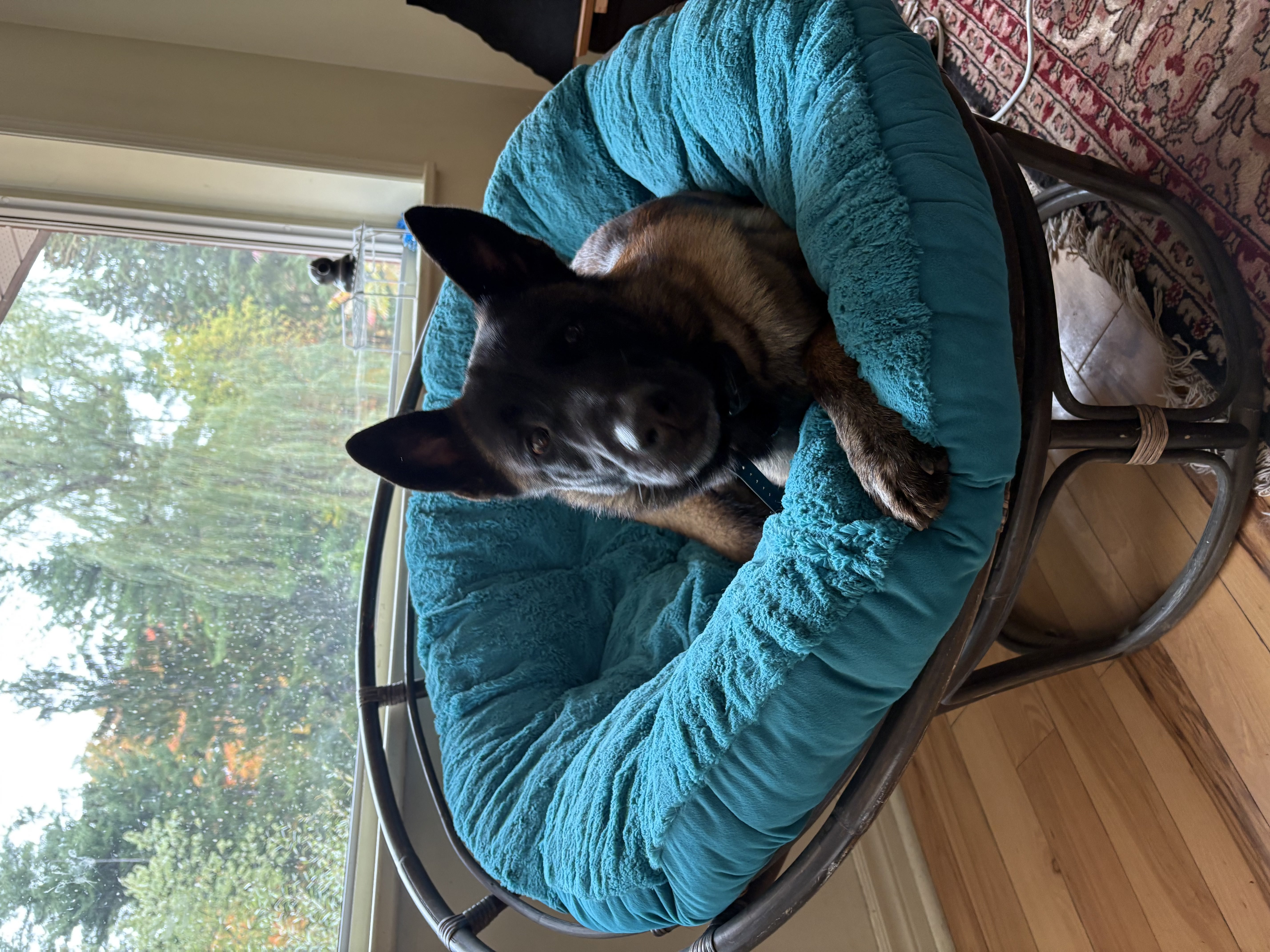 Black and tan Belgian Malinois curled up comfortably on a round teal papasan chair — board and train home life at Altona K9 Centre Pickering Ontario