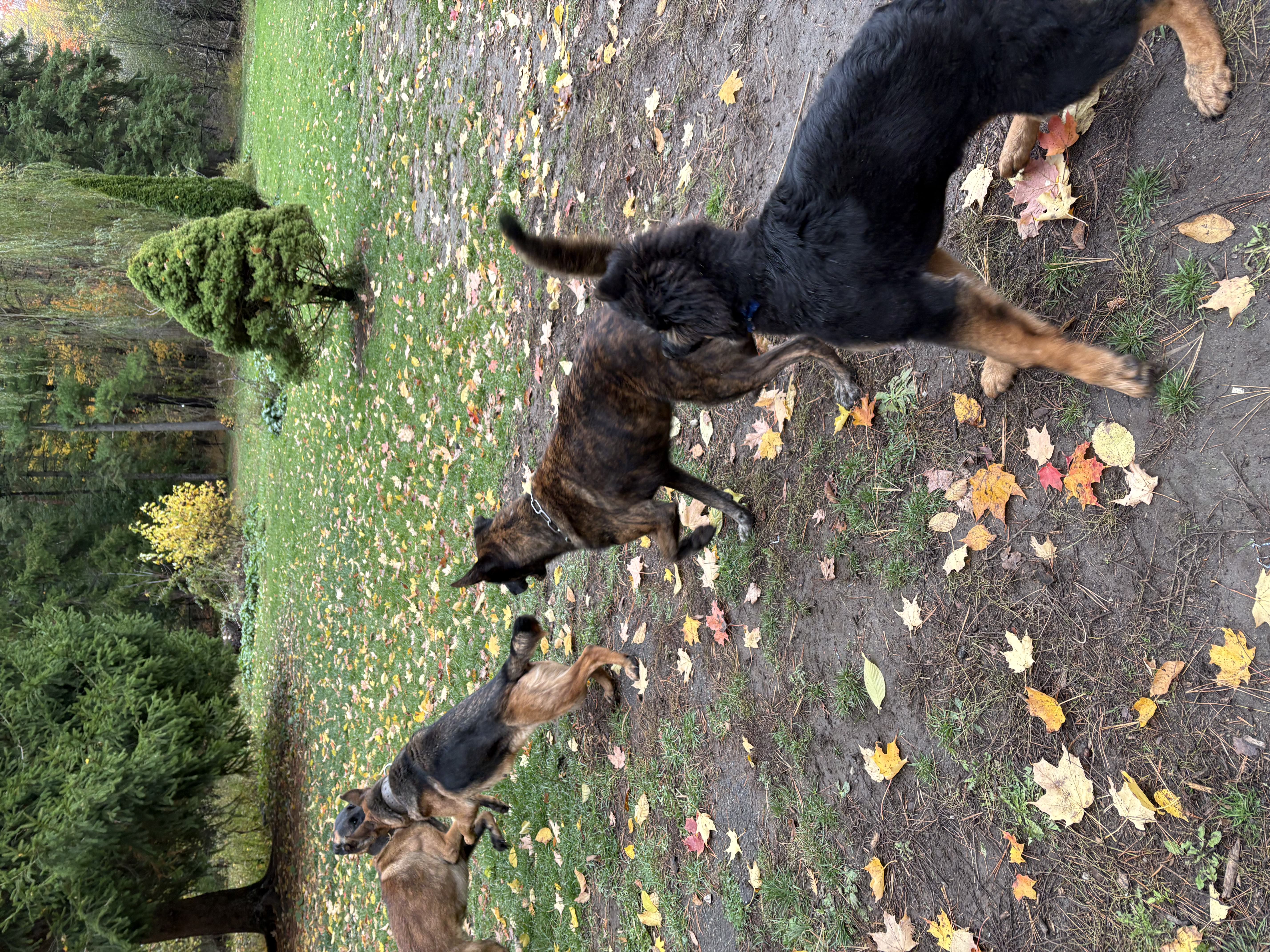 Belgian Malinois, brindle Dutch Shepherd and black German Shepherd playing together in autumn yard — multi-dog socialisation and training at Altona K9 Centre Pickering GTA