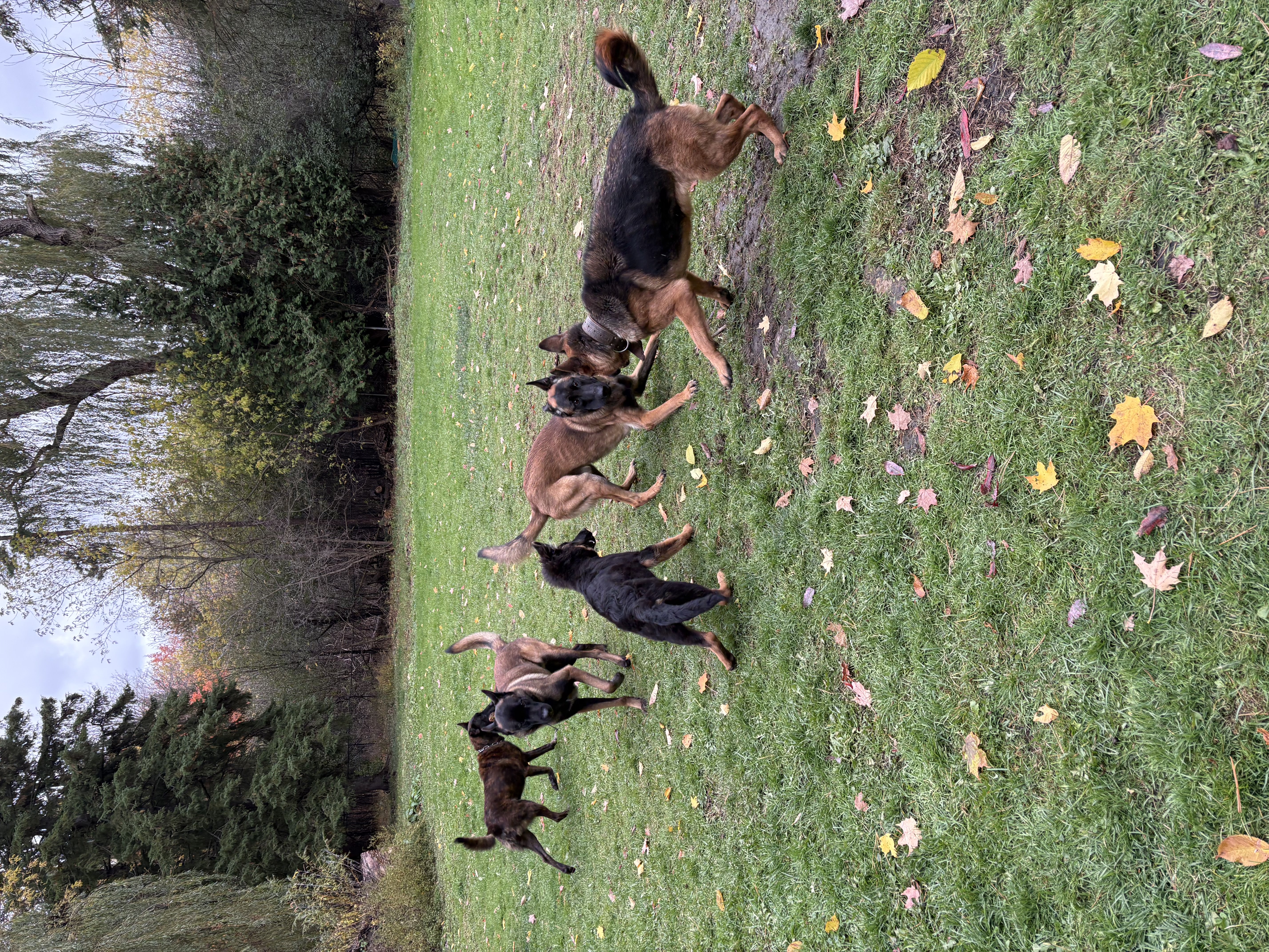 Pack of Belgian Malinois, Dutch Shepherd and German Shepherd puppies running and playing in an autumn yard — pack training and socialisation at Altona K9 Centre Pickering GTA
