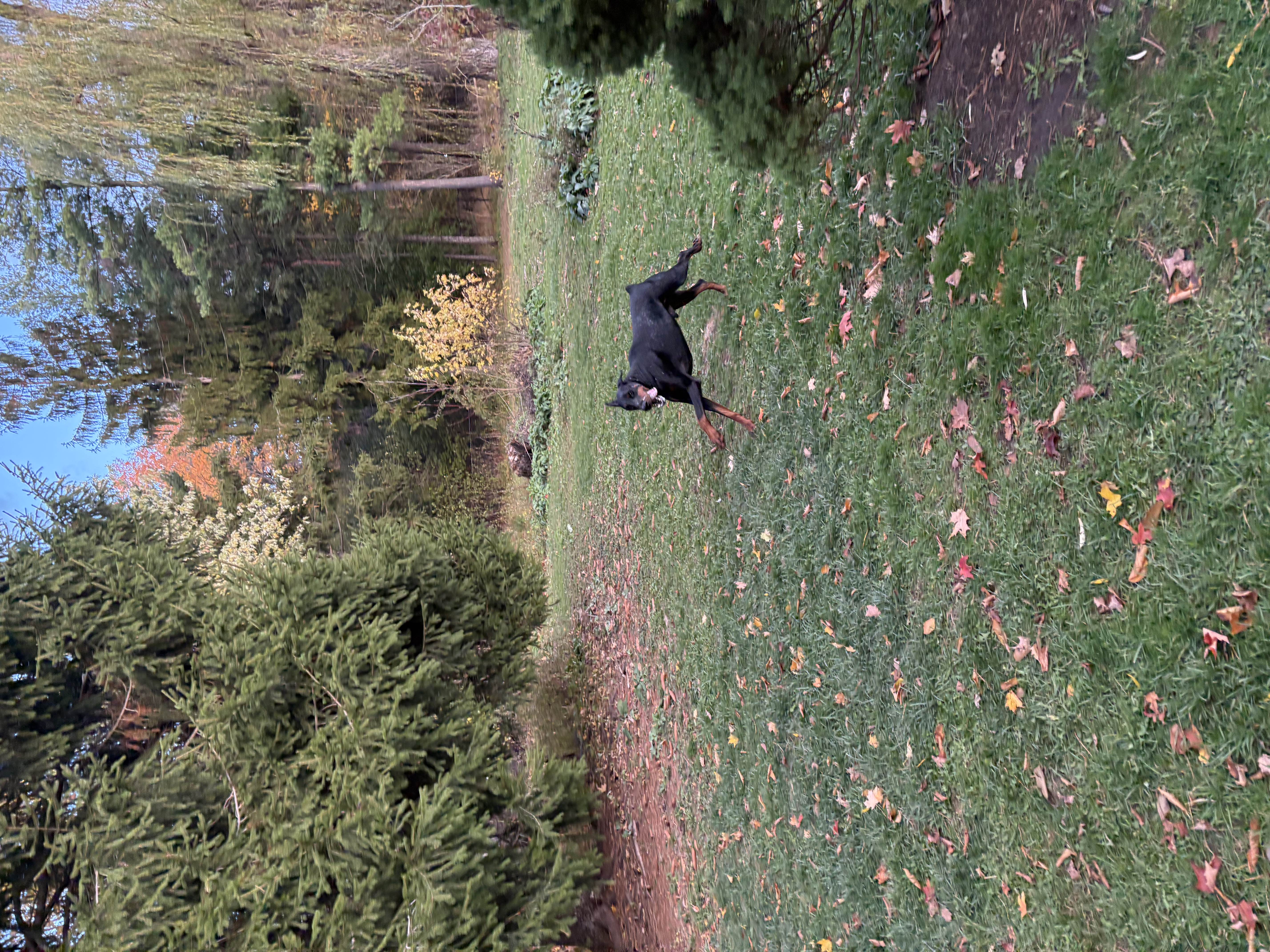 Black and tan Doberman running at full speed across a lush green lawn with autumn trees — dog training and exercise at Altona K9 Centre Pickering Ontario GTA