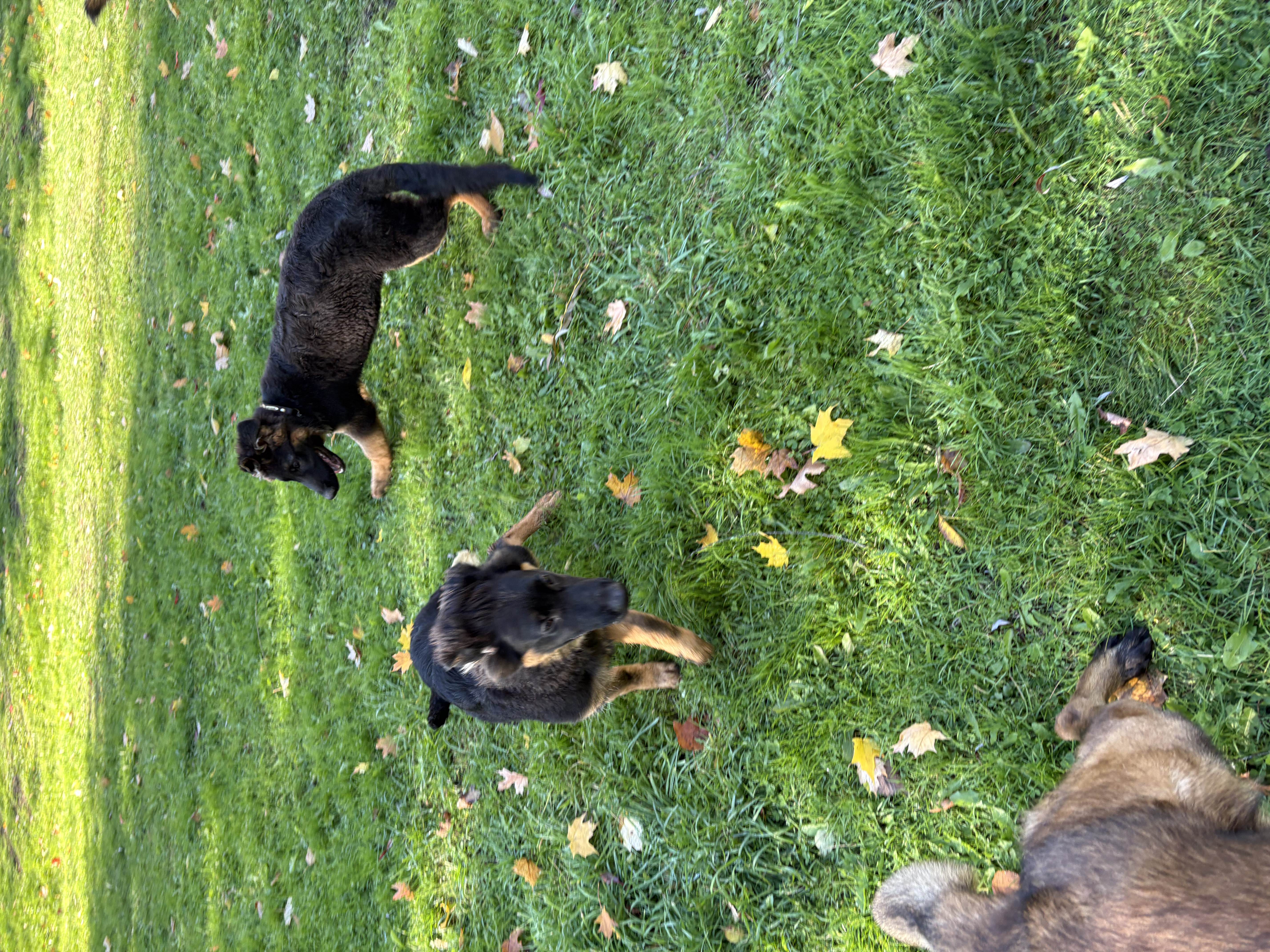Two black and tan German Shepherd puppies playing and chasing each other on green grass with autumn leaves — puppy training and socialisation at Altona K9 Centre Pickering