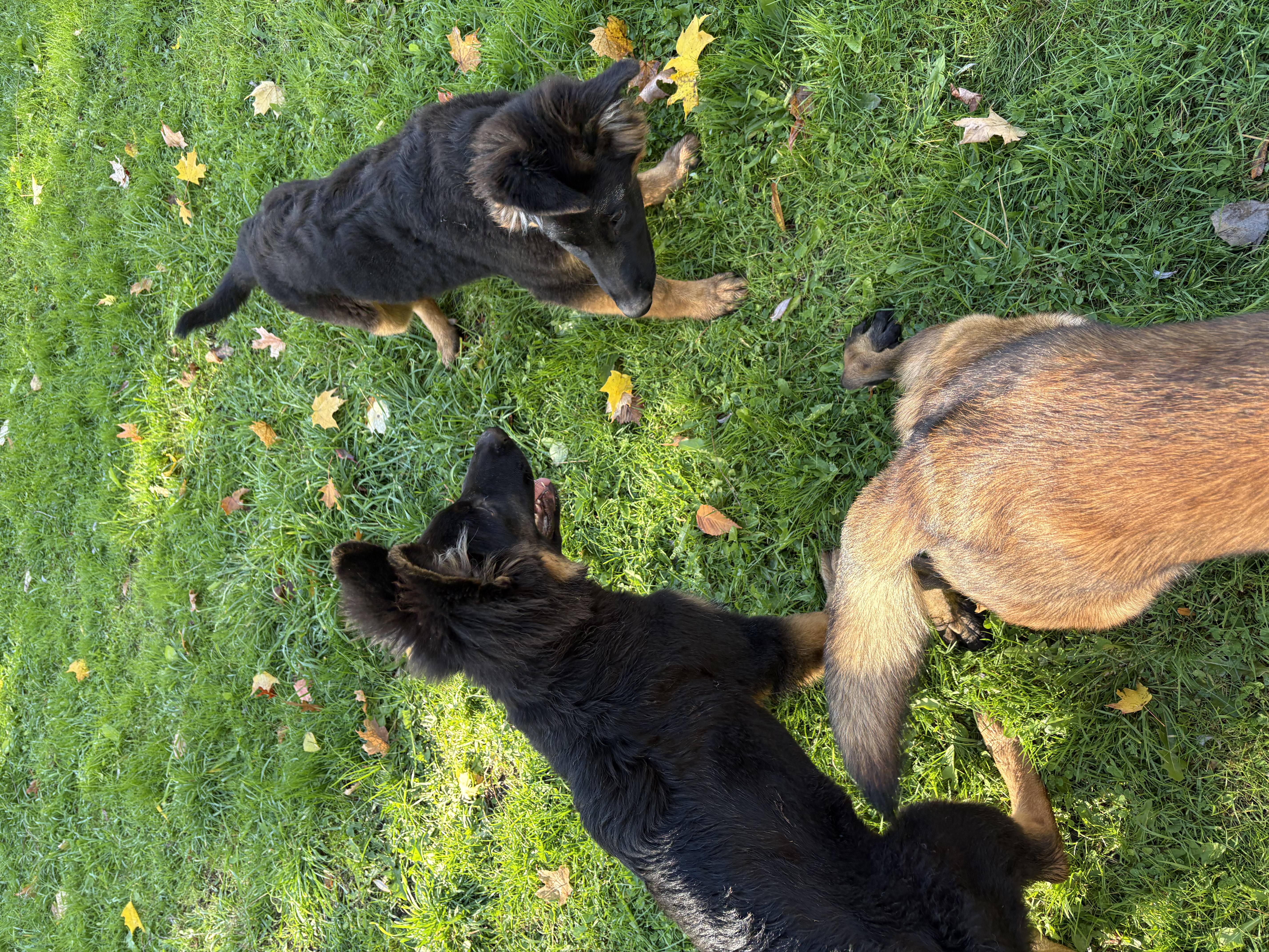 Two black and tan German Shepherd puppies playing and interacting with a Belgian Malinois on green grass — puppy socialisation at Altona K9 Centre Pickering Ontario