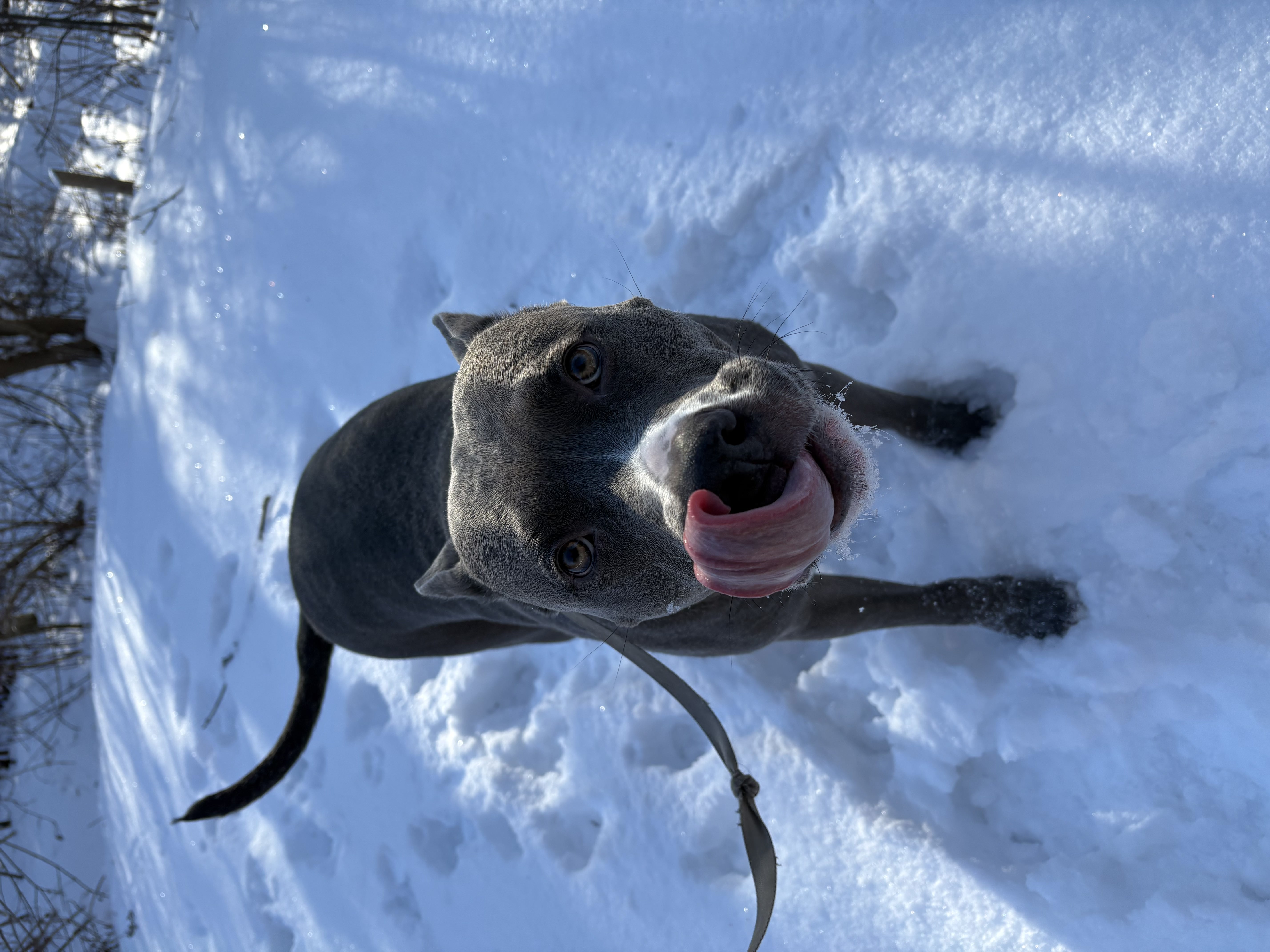 Blue nose Pitbull licking snow with tongue out during winter walk on a snowy trail — board and train exercise at Altona K9 Centre Pickering Ontario