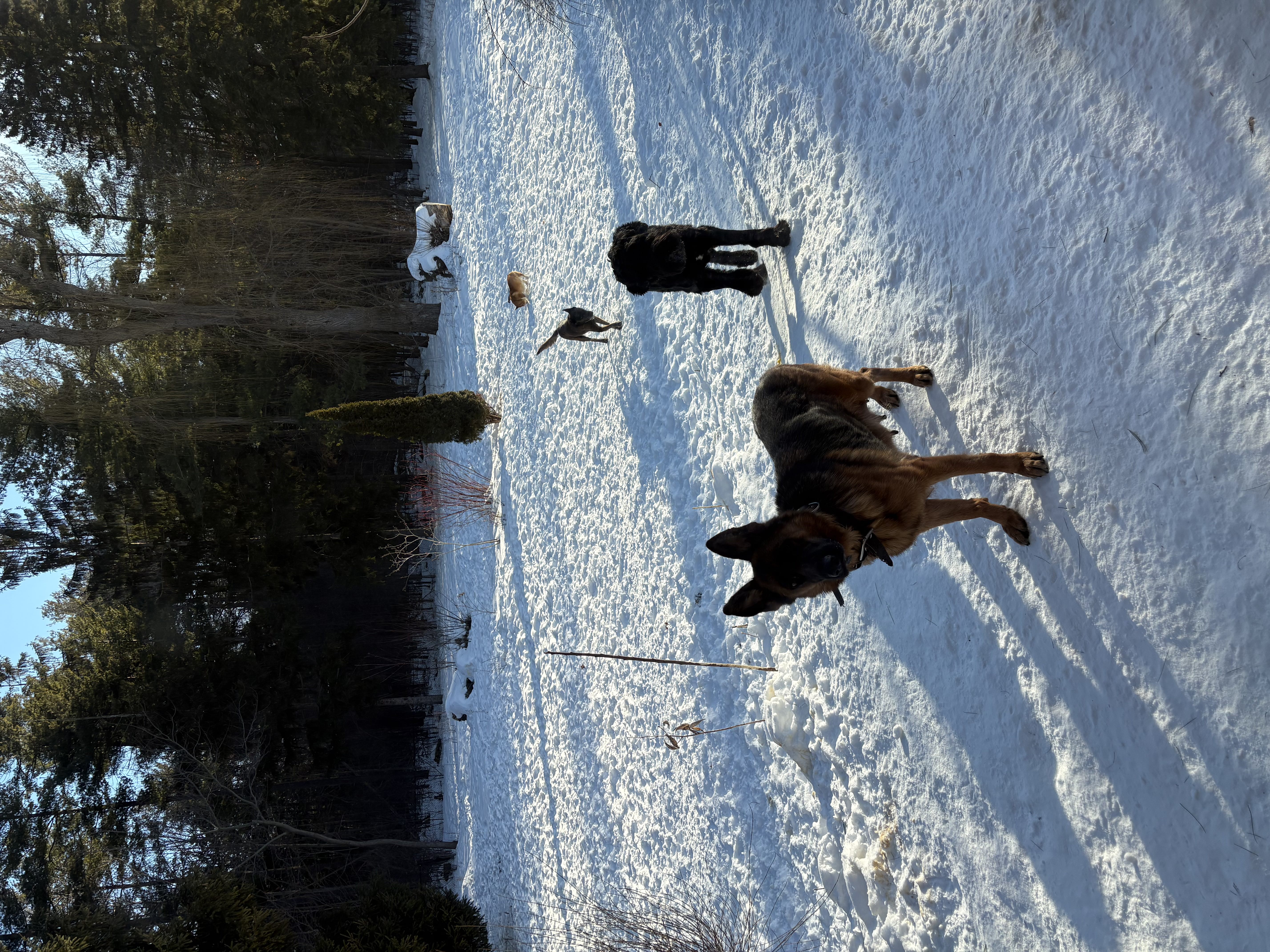 German Shepherd, black Giant Schnauzer and another dog walking together through snow on a sunny winter day — pack exercise at Altona K9 Centre Pickering Ontario GTA