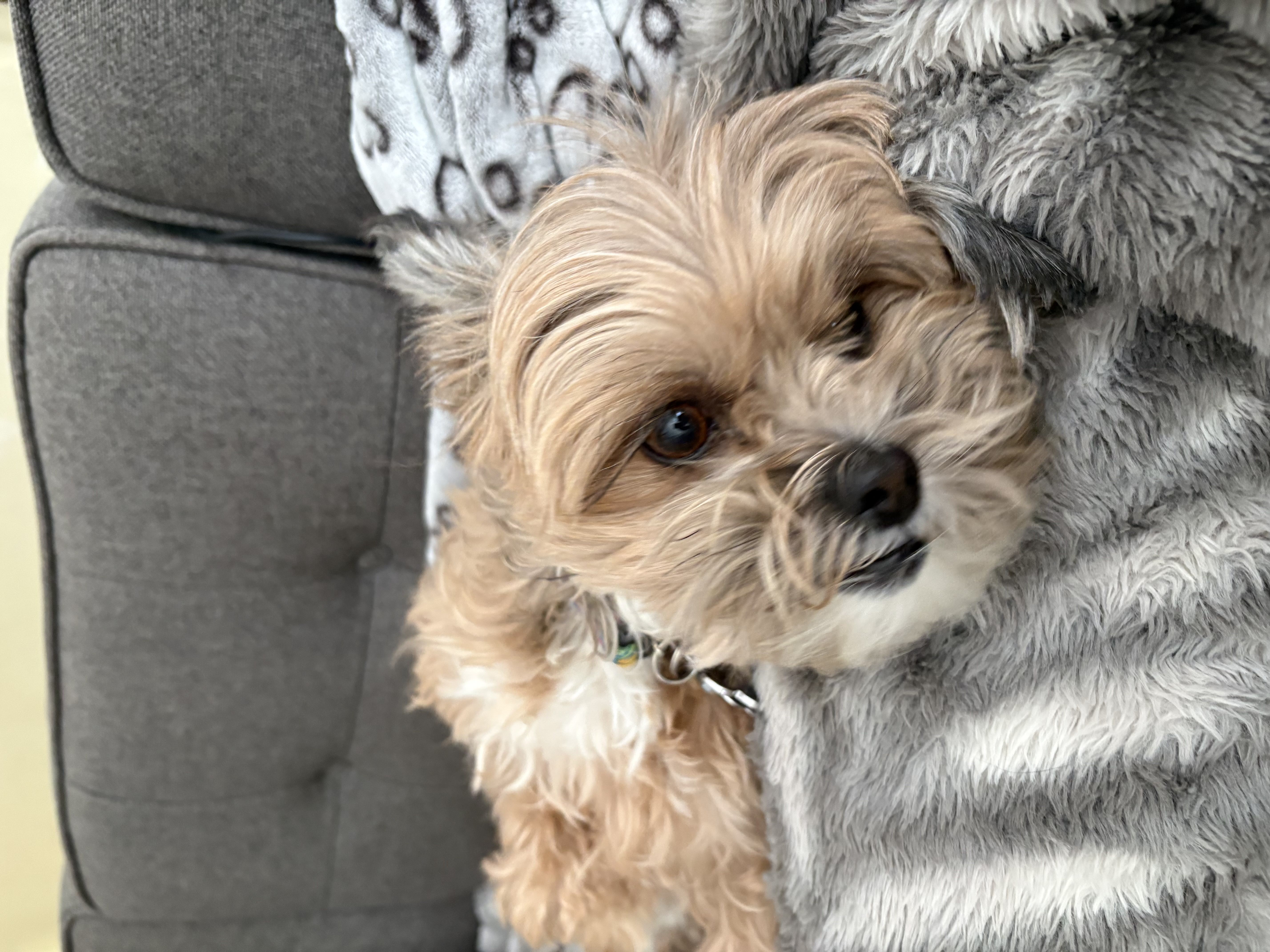 Fluffy golden Yorkie mix dog lying on a grey leopard print blanket on a couch — grooming and boarding at Altona K9 Centre Pickering Ontario
