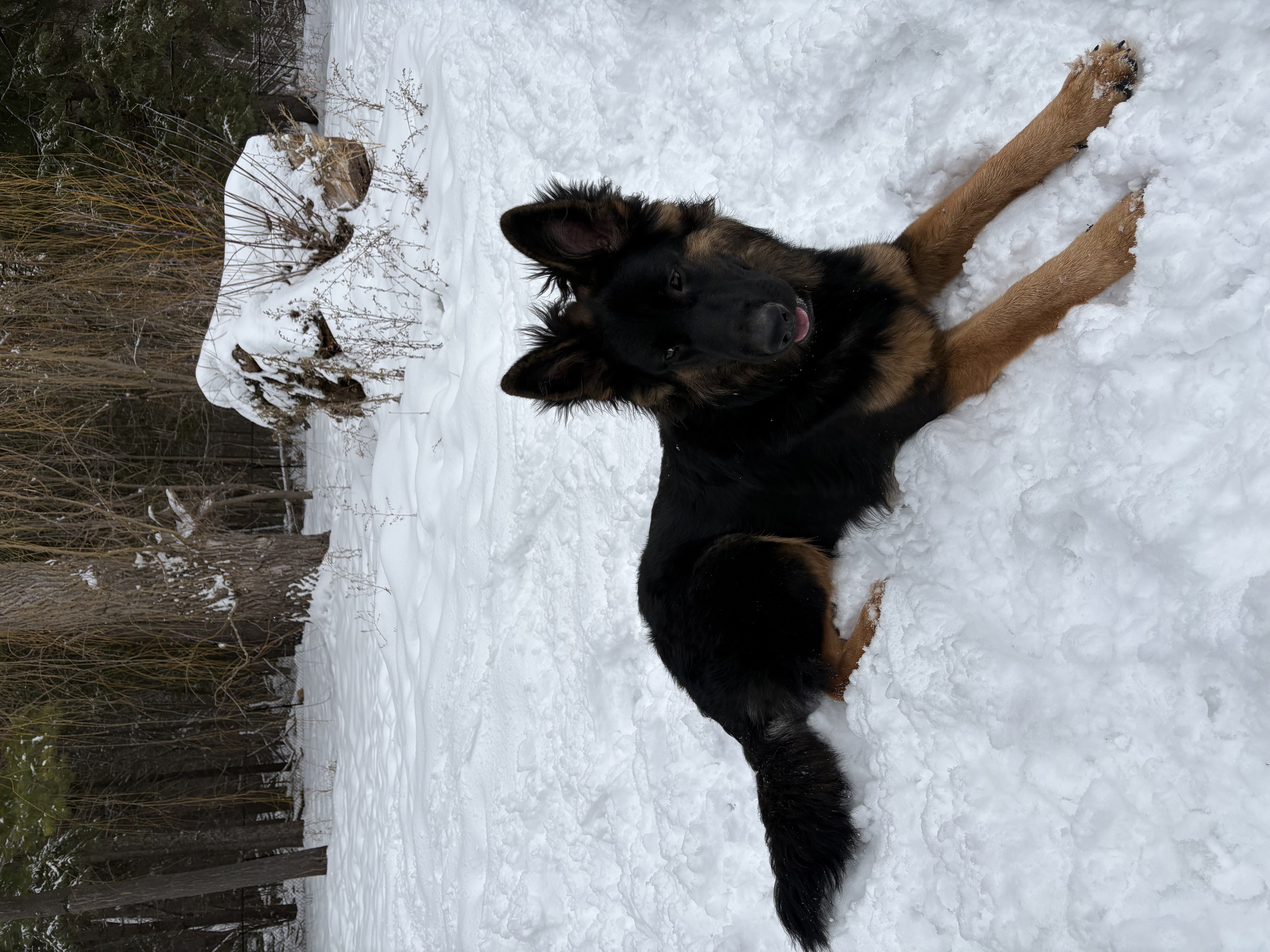 Stunning black and tan German Shepherd lying calm and alert in deep snow in a winter forest — protection and obedience training at Altona K9 Centre GTA