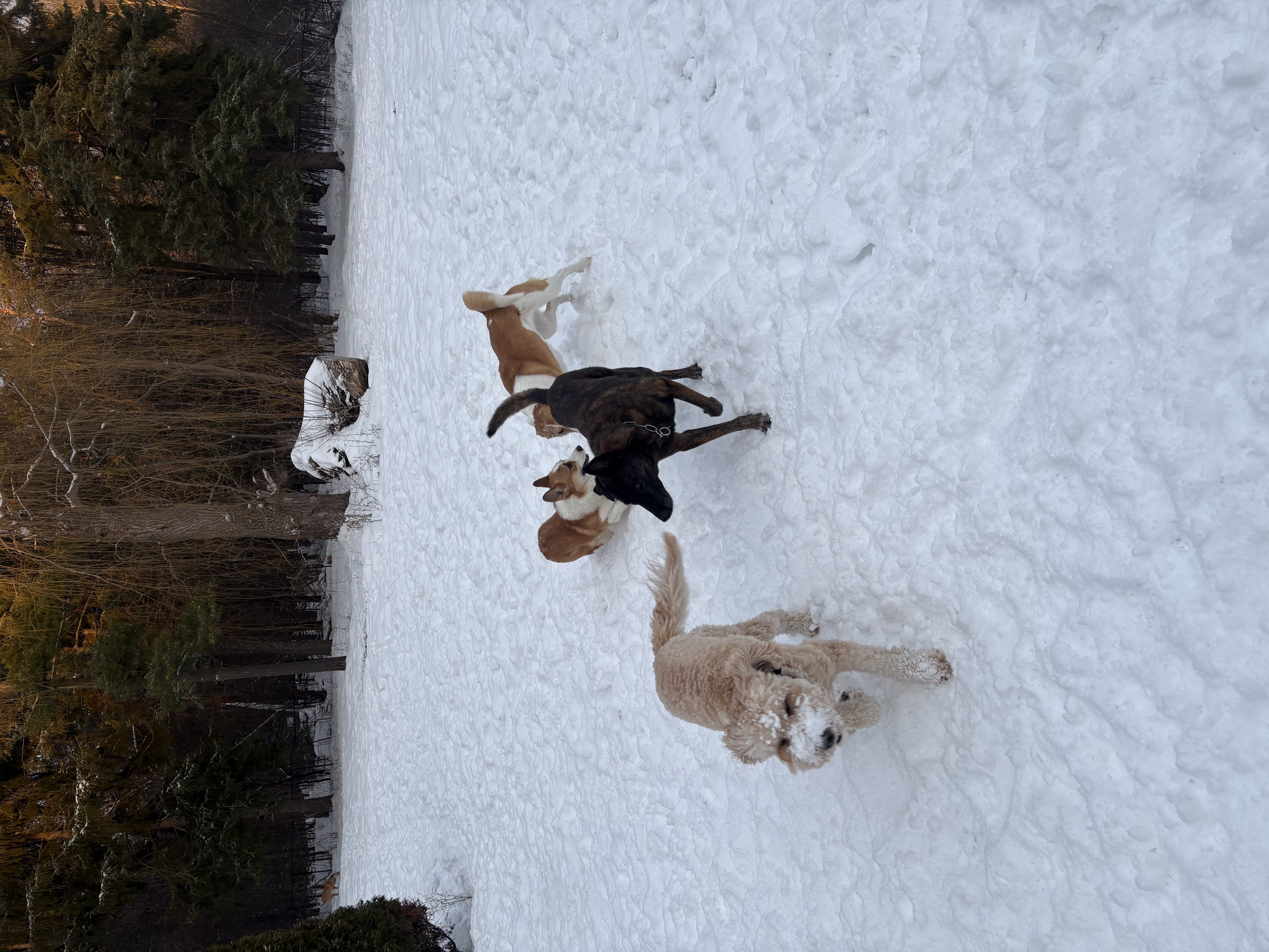 Goldendoodle, Corgi mix and black dog running and playing together in snowy yard — winter doggy daycare pack play at Altona K9 Centre Pickering Ontario GTA