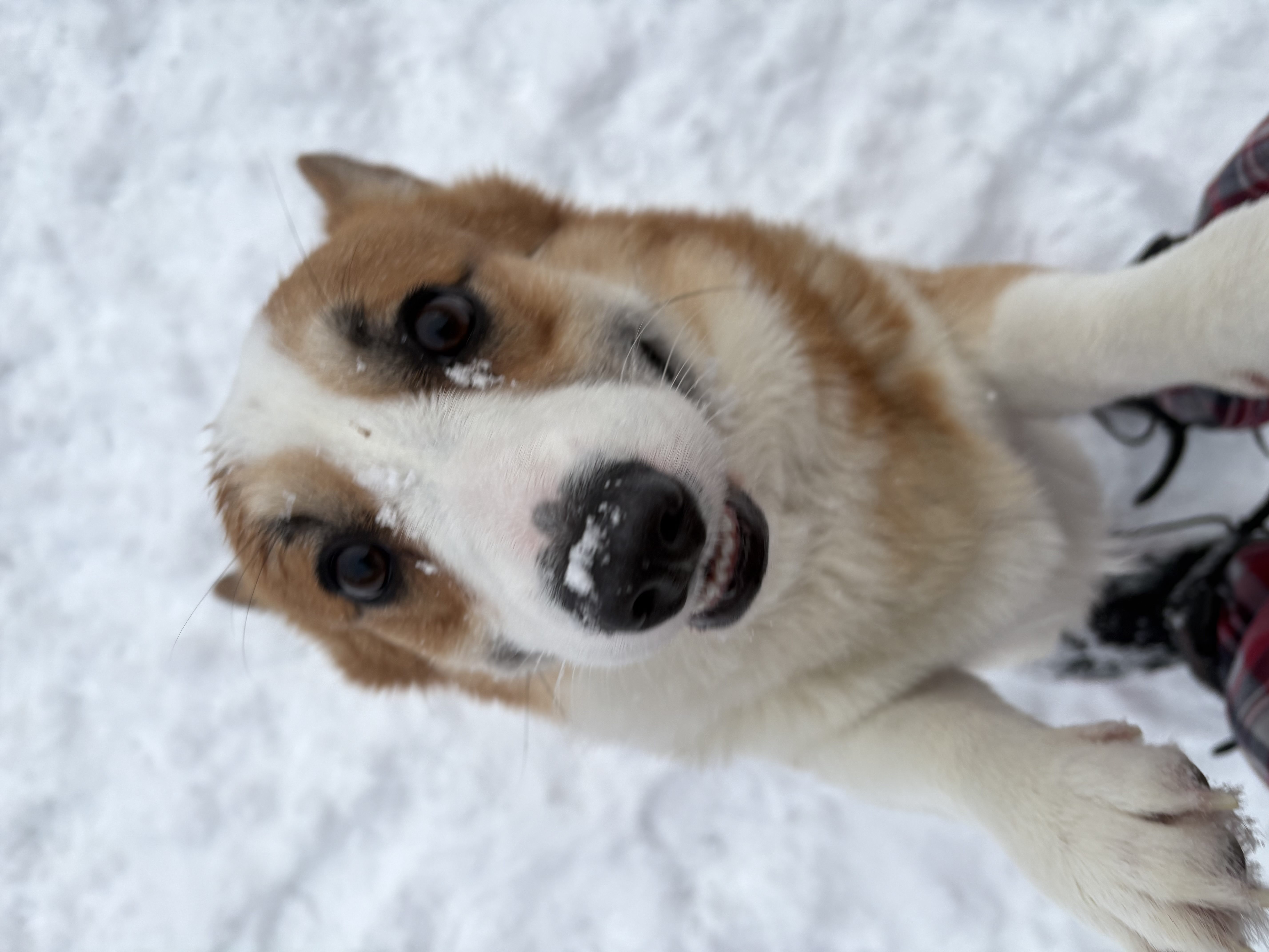Adorable white and tan Corgi mix dog sitting in snow looking up with curious eyes — winter boarding at Altona K9 Centre Pickering Ontario GTA