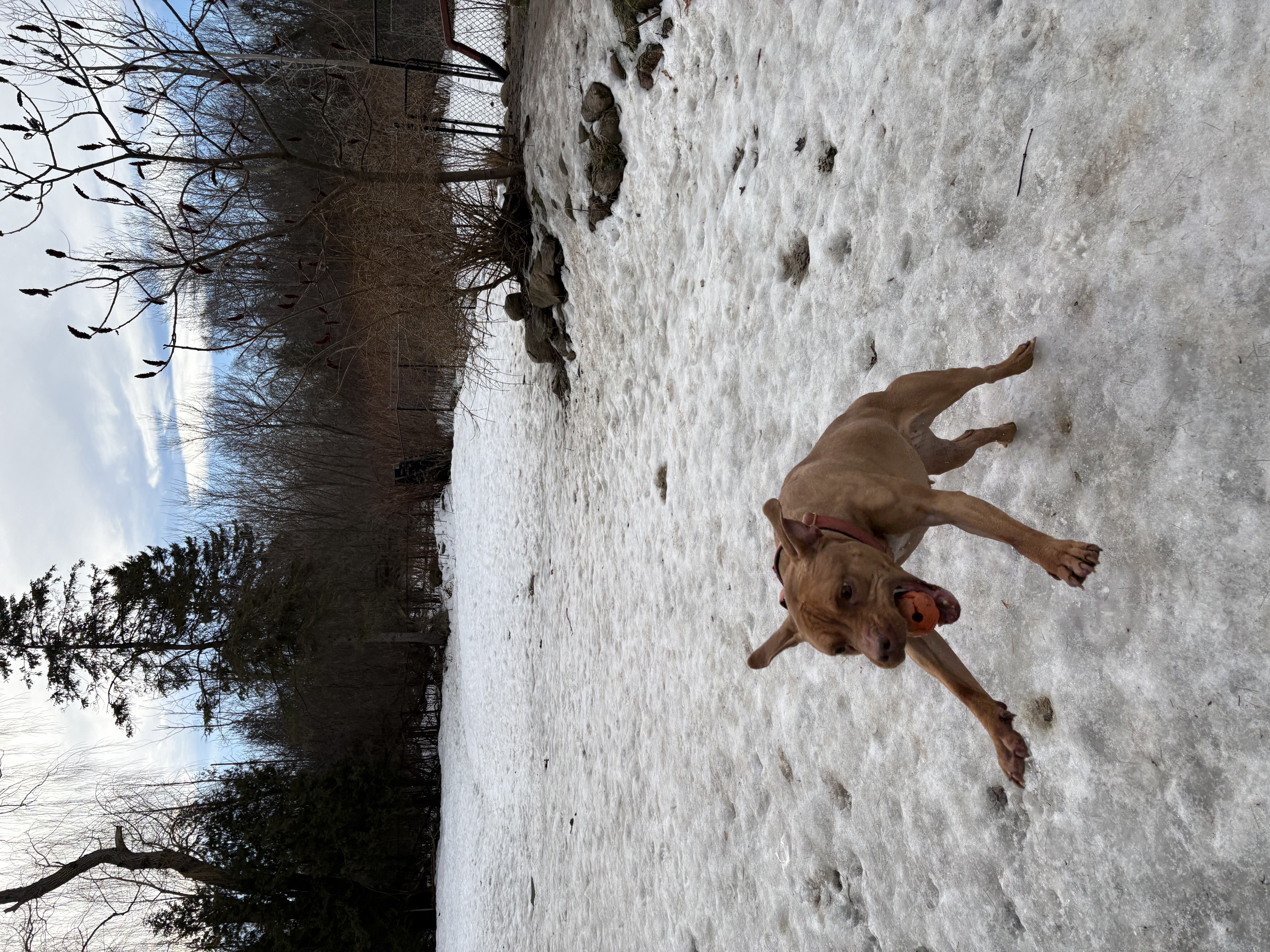 Red nose Pitbull running at full speed with orange ball in mouth through melting snow with blue sky and bare trees — winter outdoor exercise at Altona K9 Centre Pickering Ontario GTA