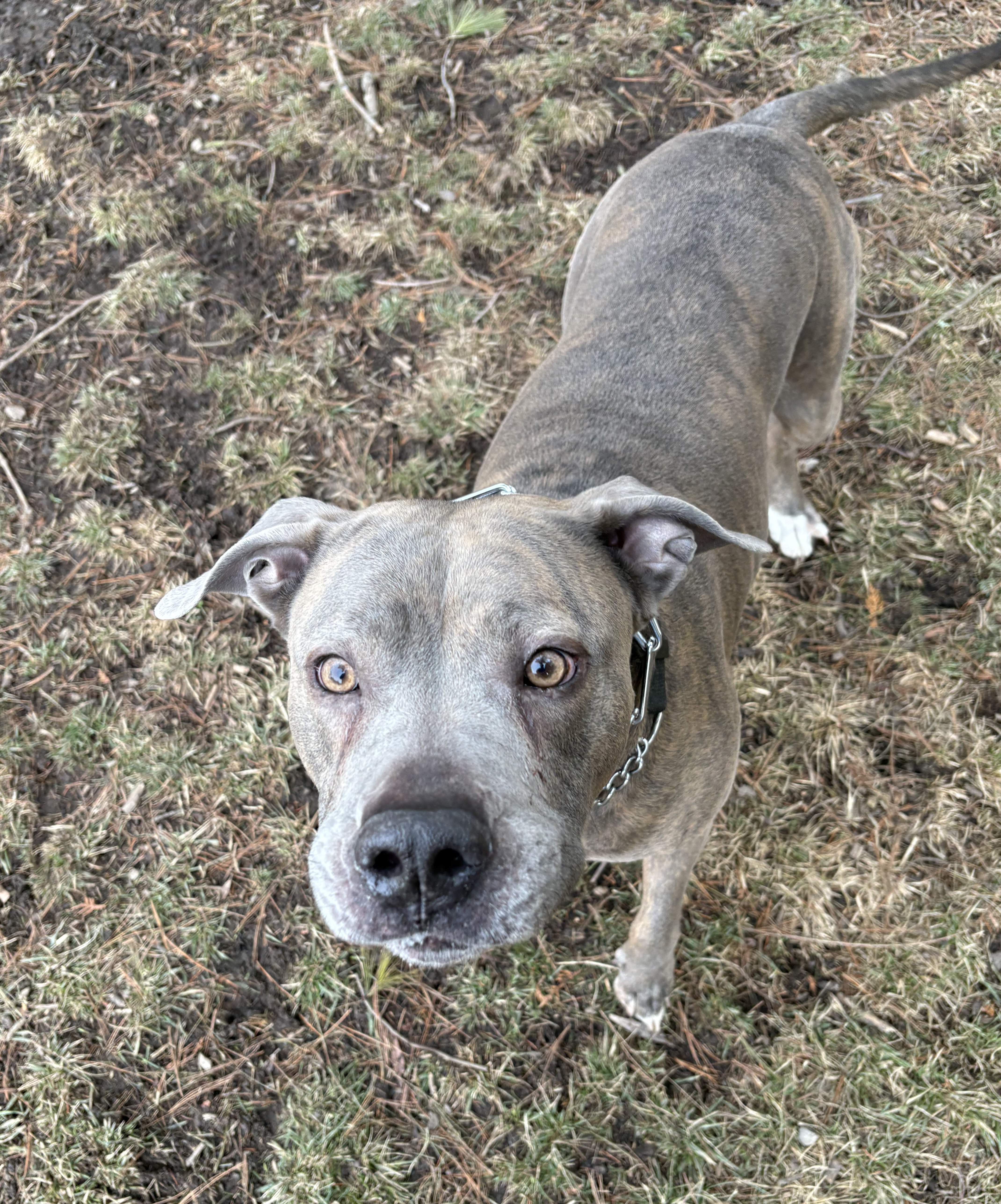 Grey Pitbull with amber eyes looking up at camera on grass — doggy daycare outdoor socialisation at Altona K9 Centre Pickering Ontario GTA