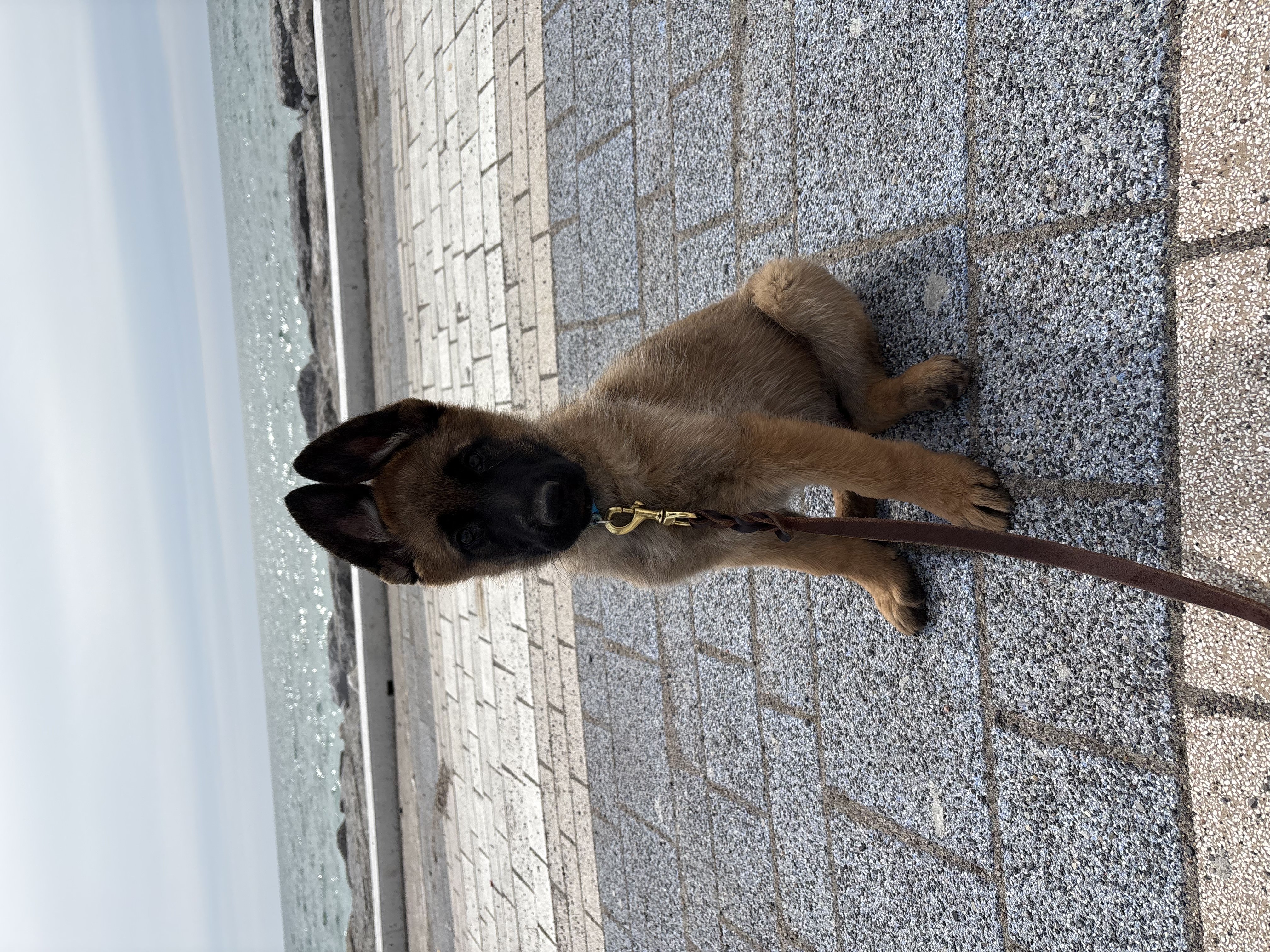 Young Belgian Malinois puppy sitting on paved waterfront with ocean in background — puppy obedience training at Altona K9 Centre Pickering Ontario serving GTA