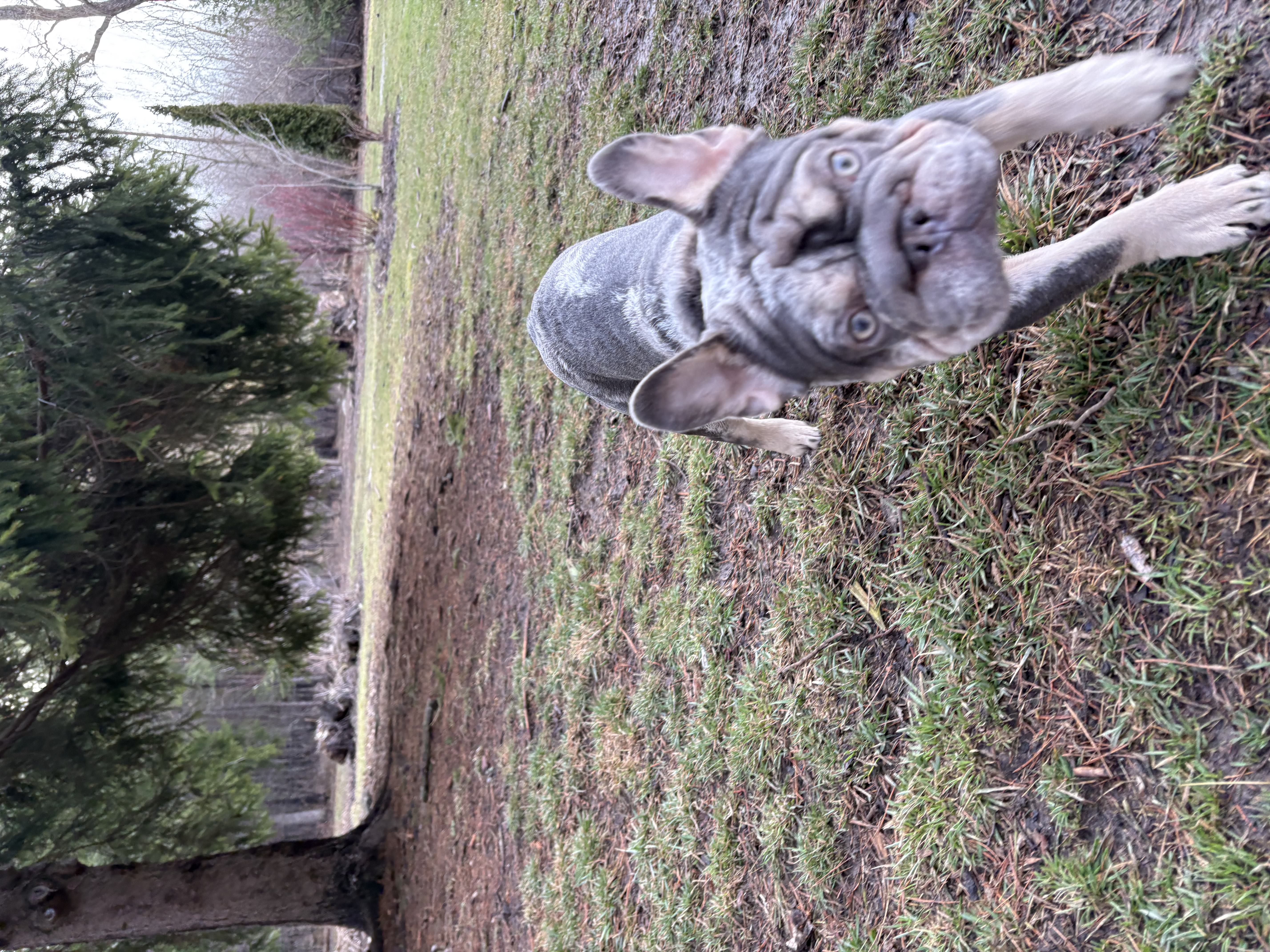 Merle French Bulldog walking towards camera on green grass with curious expression — doggy daycare at Altona K9 Centre Pickering Ontario