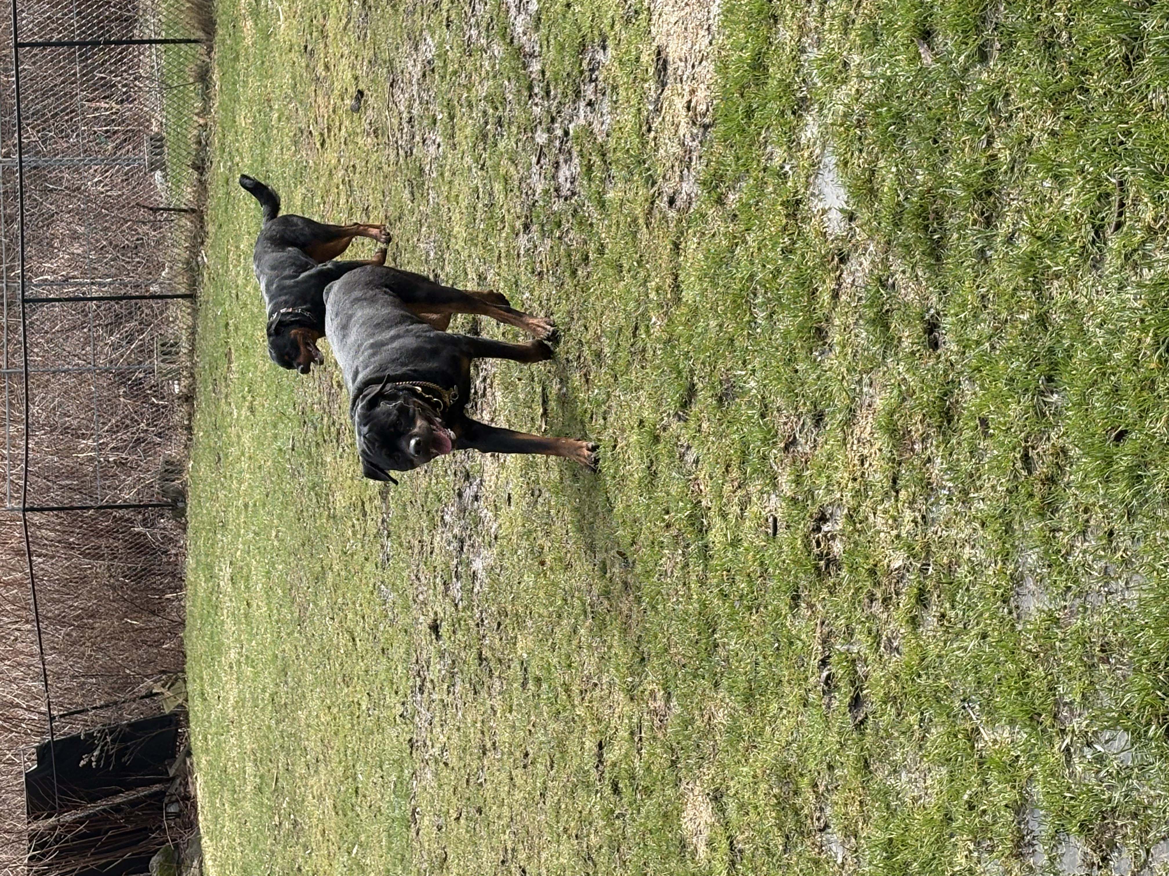 Two black and tan Rottweilers running together on green grass with mouths open and happy expressions — doggy daycare and outdoor socialisation at Altona K9 Centre Pickering Ontario GTA