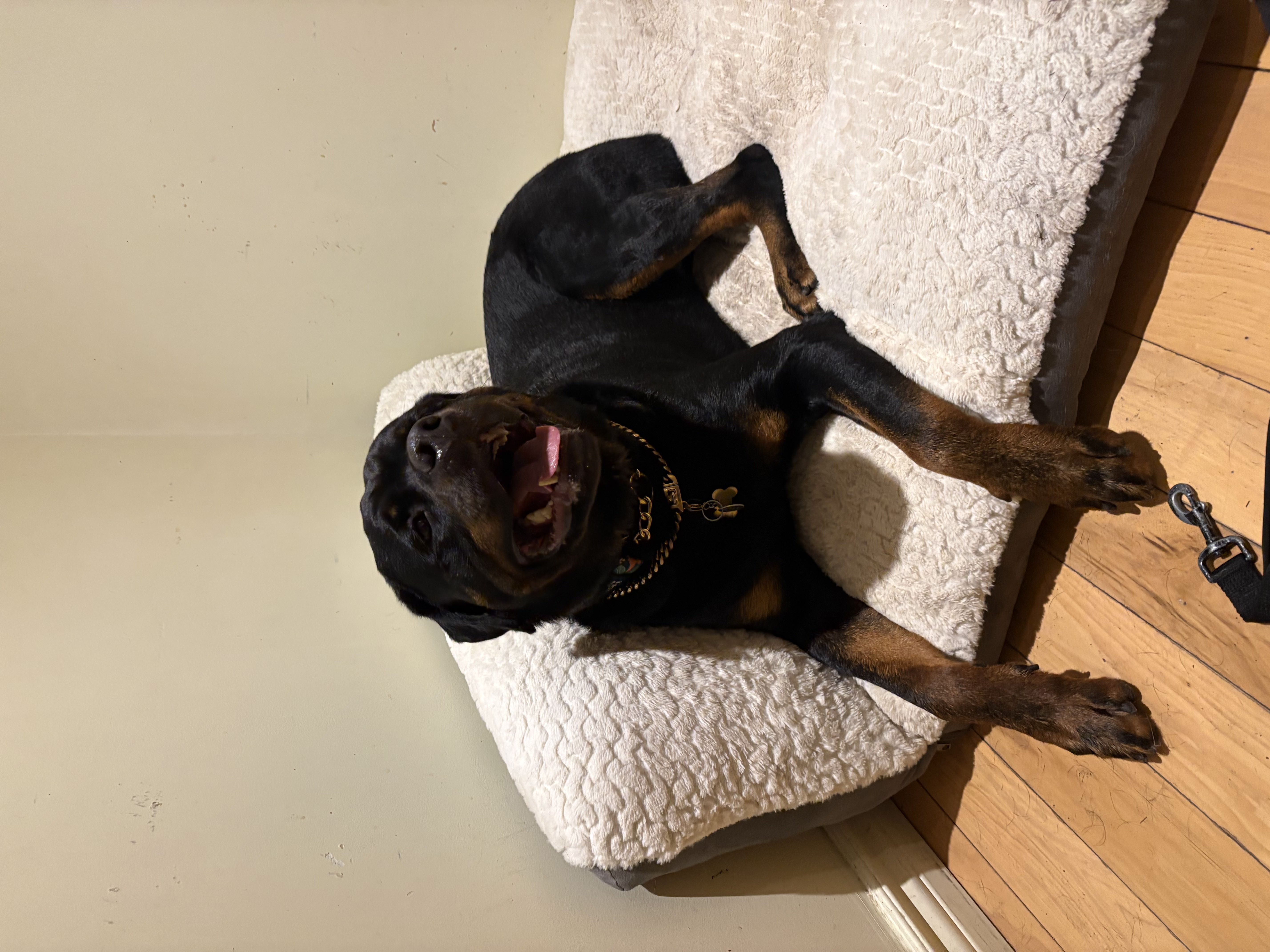 Board and train program — Rottweiler relaxing on cozy bed during immersive board and train stay at Altona K9 Centre
