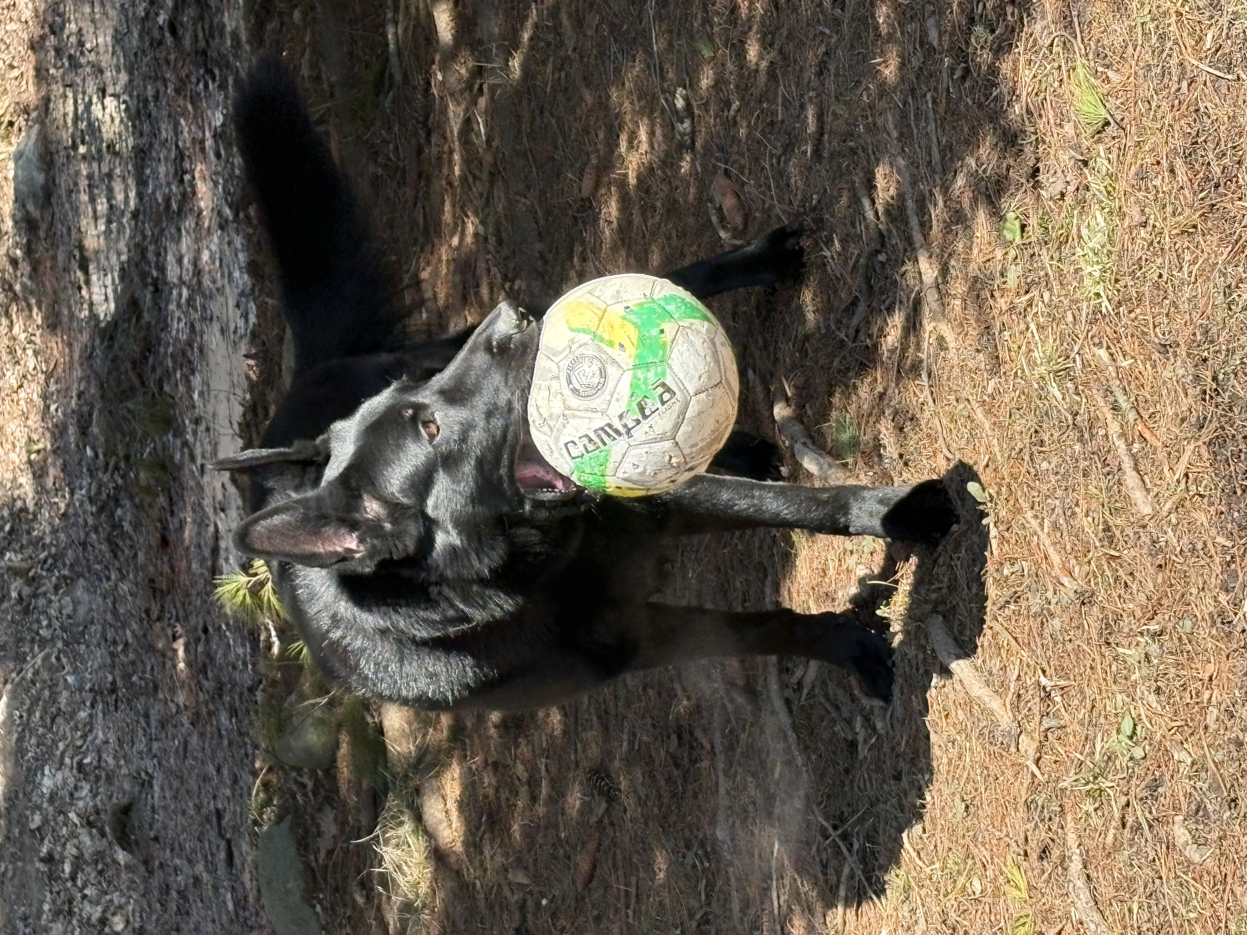Powerful black German Shepherd carrying a worn soccer ball in mouth walking on pine needle covered ground — training and exercise at Altona K9 Centre Pickering Ontario GTA