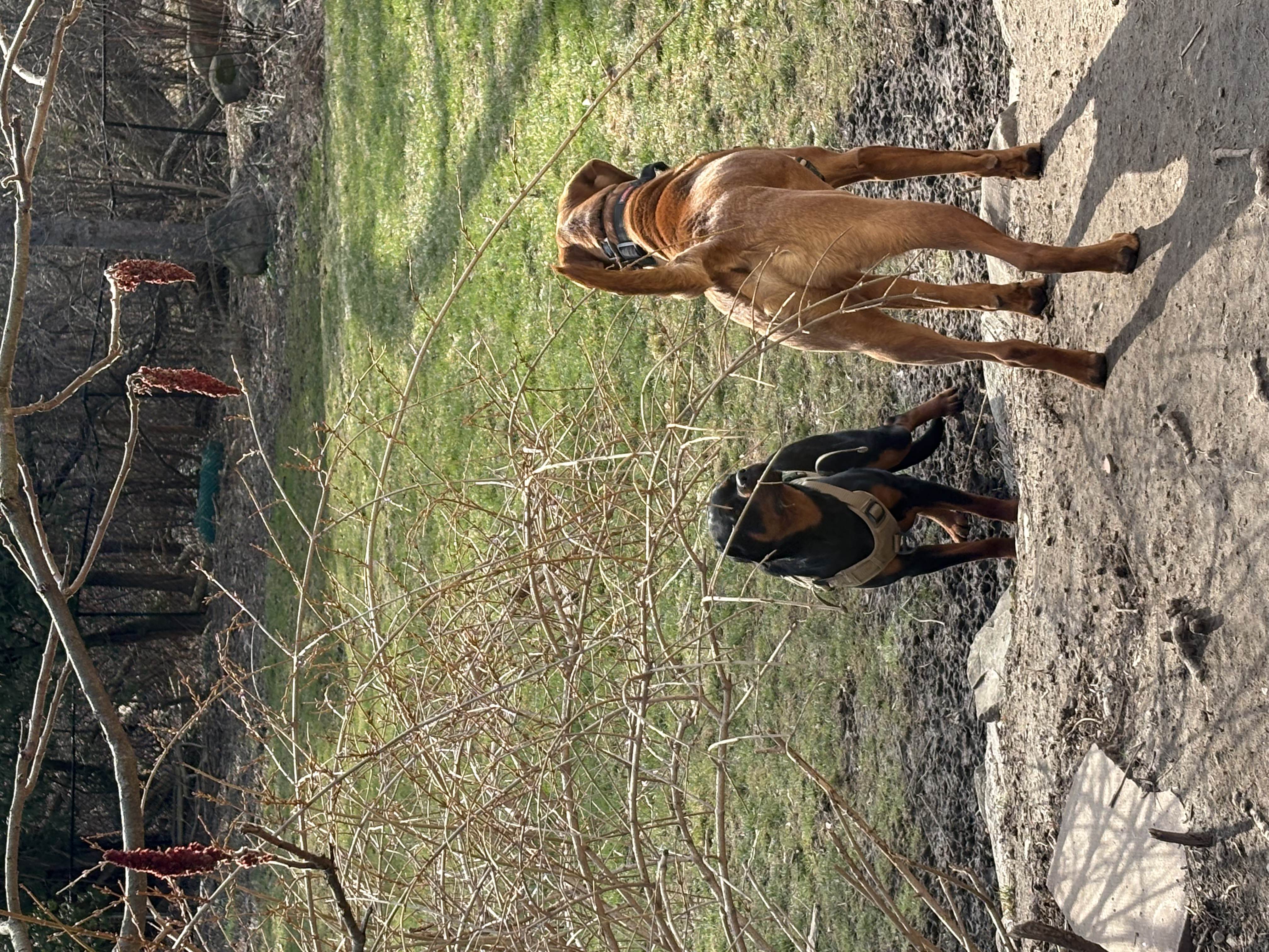 Black and tan Doberman crouching in brush with tan Rhodesian Ridgeback standing behind on spring property — dog training and socialisation at Altona K9 Centre Pickering Ontario GTA