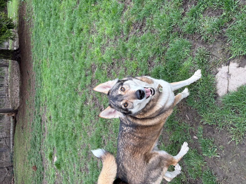 Happy Wolfdog German Shepherd mix standing on green grass looking up at camera with mouth open and bright amber eyes — doggy daycare at Altona K9 Centre Pickering Ontario GTA