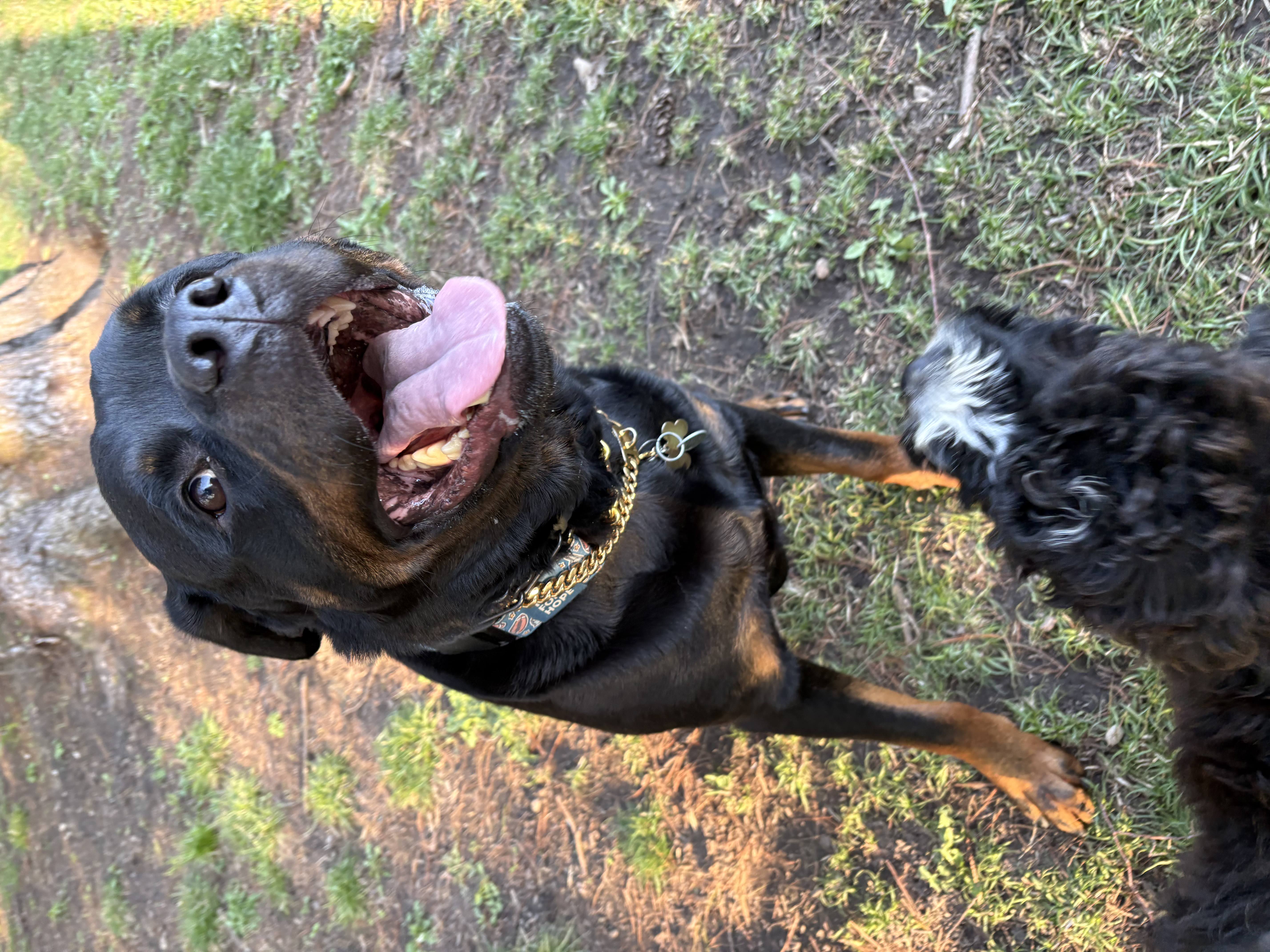Happy Rottweiler with gold chain collar standing on grass with tongue out and a smaller black dog nearby — doggy daycare and socialisation at Altona K9 Centre Pickering Ontario