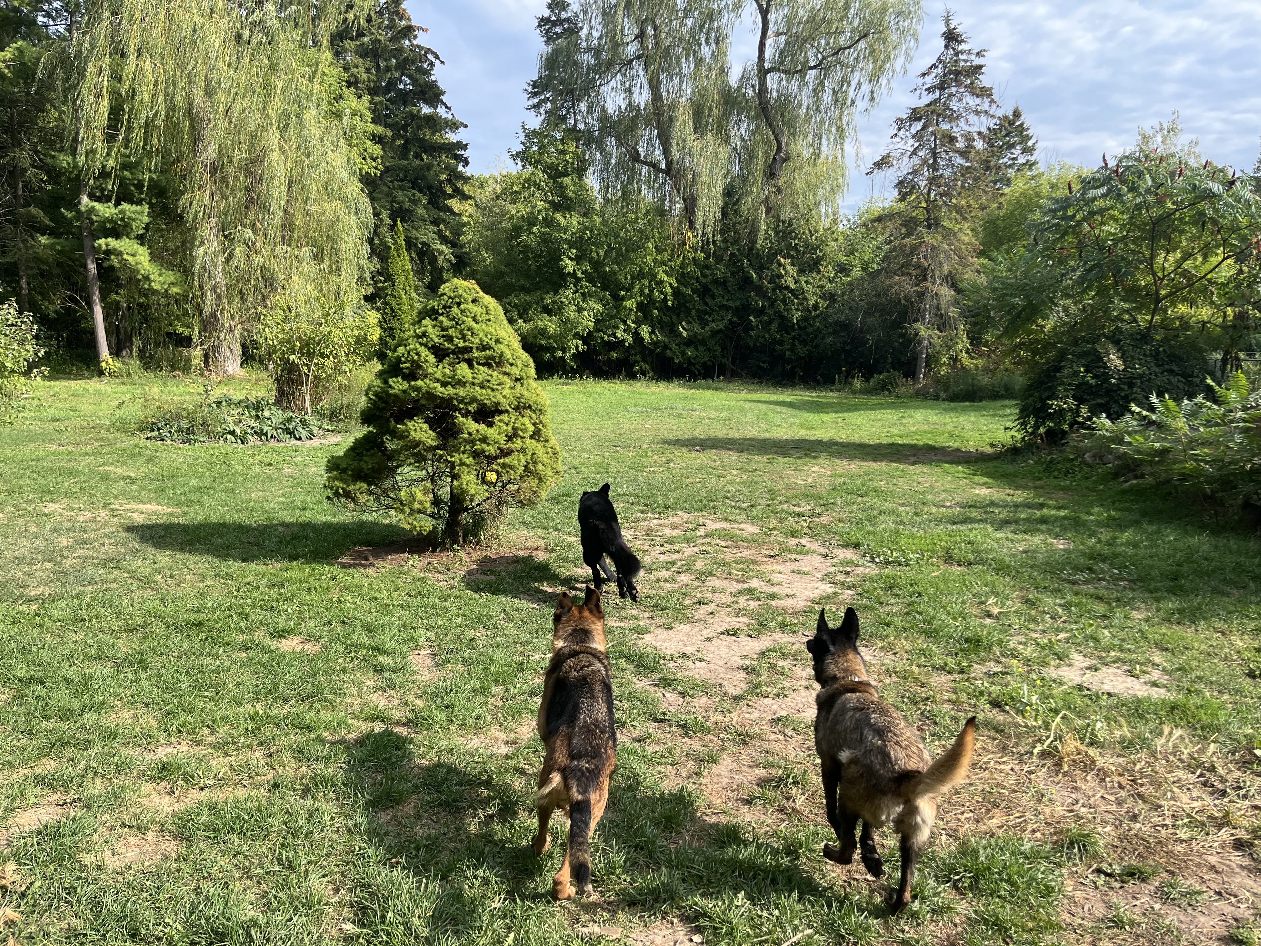 Three working breed dogs — German Shepherd, Belgian Malinois and Dutch Shepherd — running together on lush green property with willow tree — pack training at Altona K9 Centre Pickering Ontario GTA