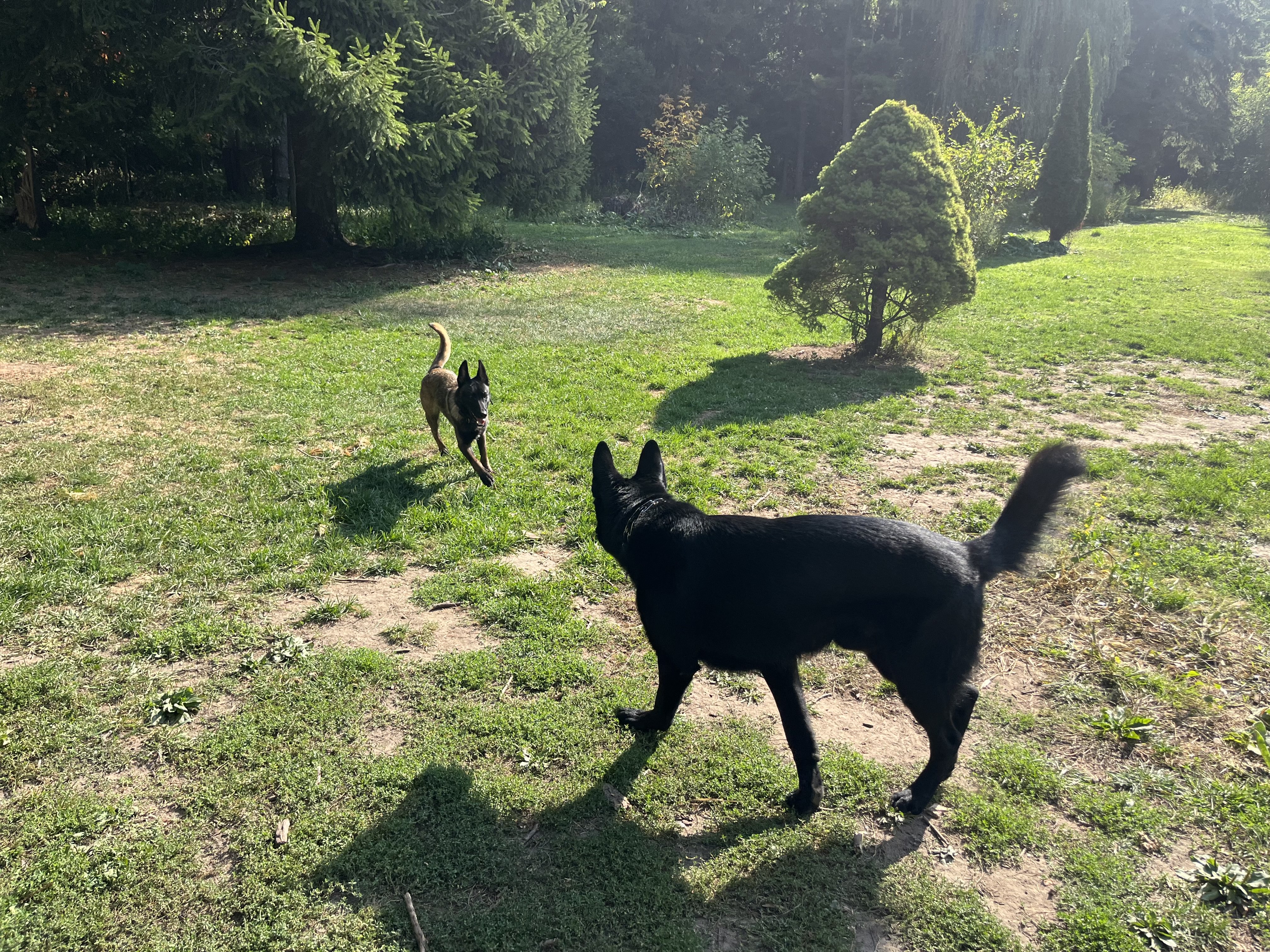 Black German Shepherd and Belgian Malinois walking together on sunny green lawn with trees in golden light — dog training at Altona K9 Centre Pickering Ontario GTA