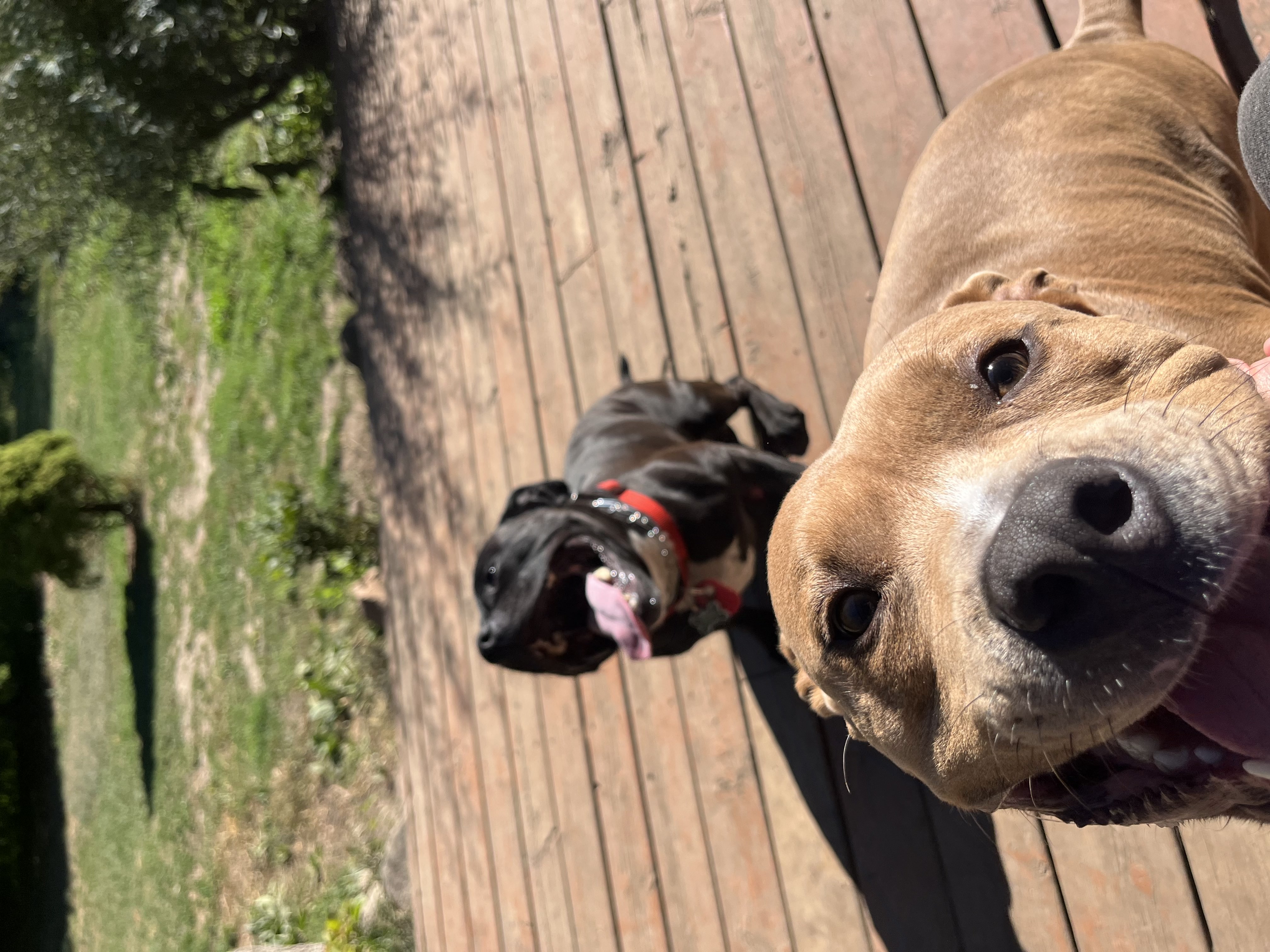 Two happy Pitbulls — one tan and one blue — smiling on a sunny wooden deck with green yard behind — doggy daycare at Altona K9 Centre Pickering Ontario