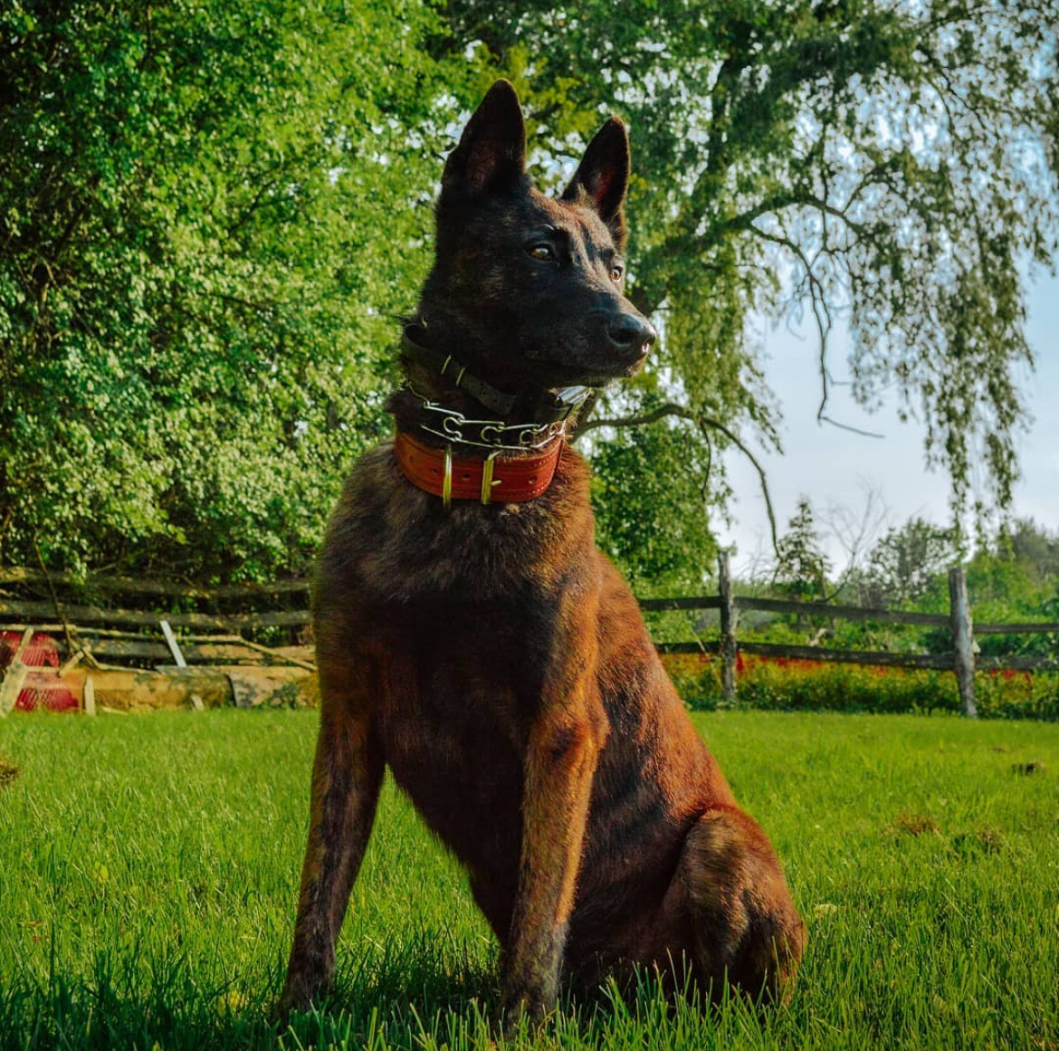 Personal protection dog training — Belgian Malinois deterrent and apprehension training and handler protection in Ontario