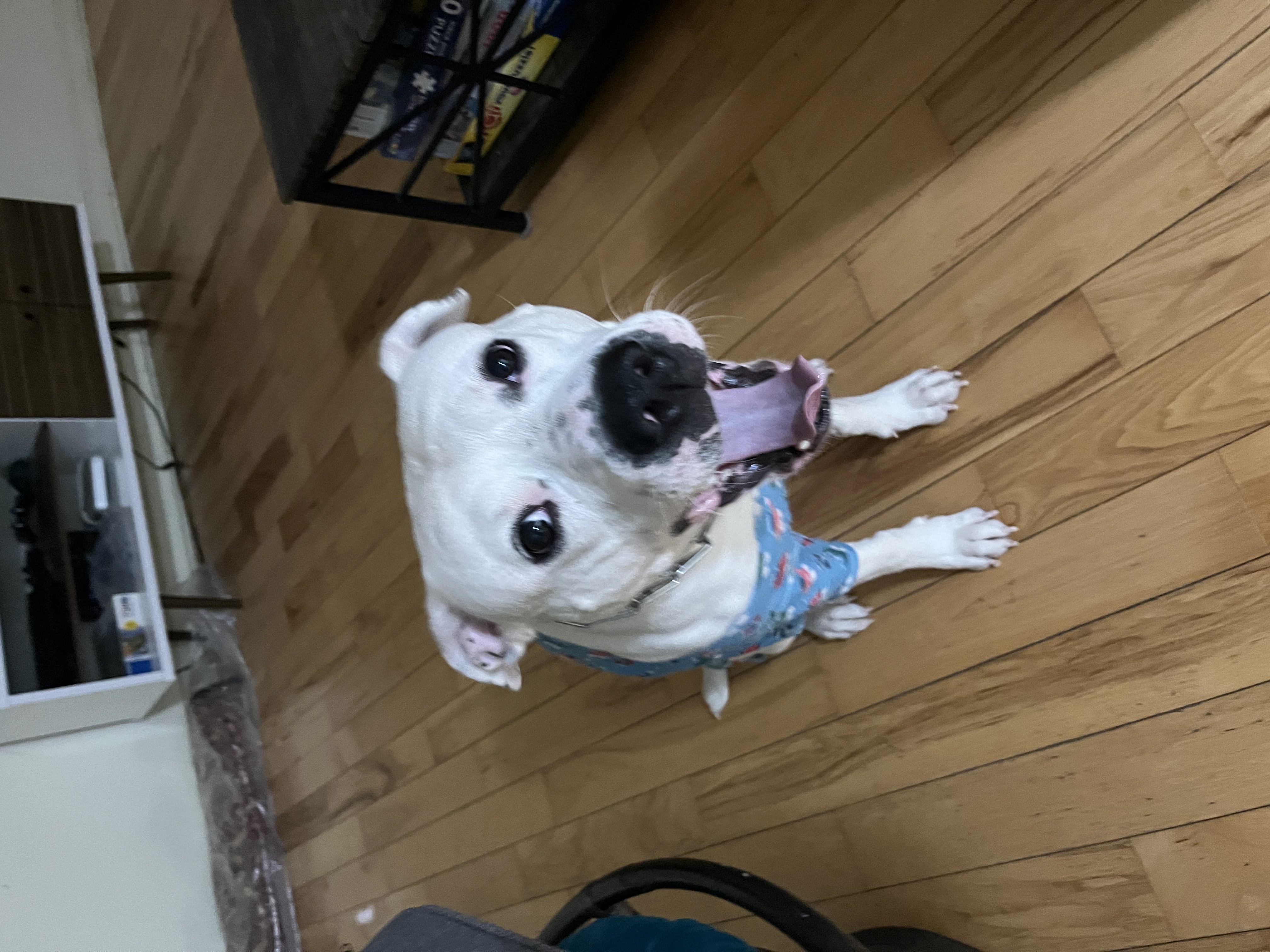 White American Bulldog wearing a blue bandana sitting on hardwood floor with tongue out and happy expression — boarding and daycare at Altona K9 Centre Pickering Ontario GTA