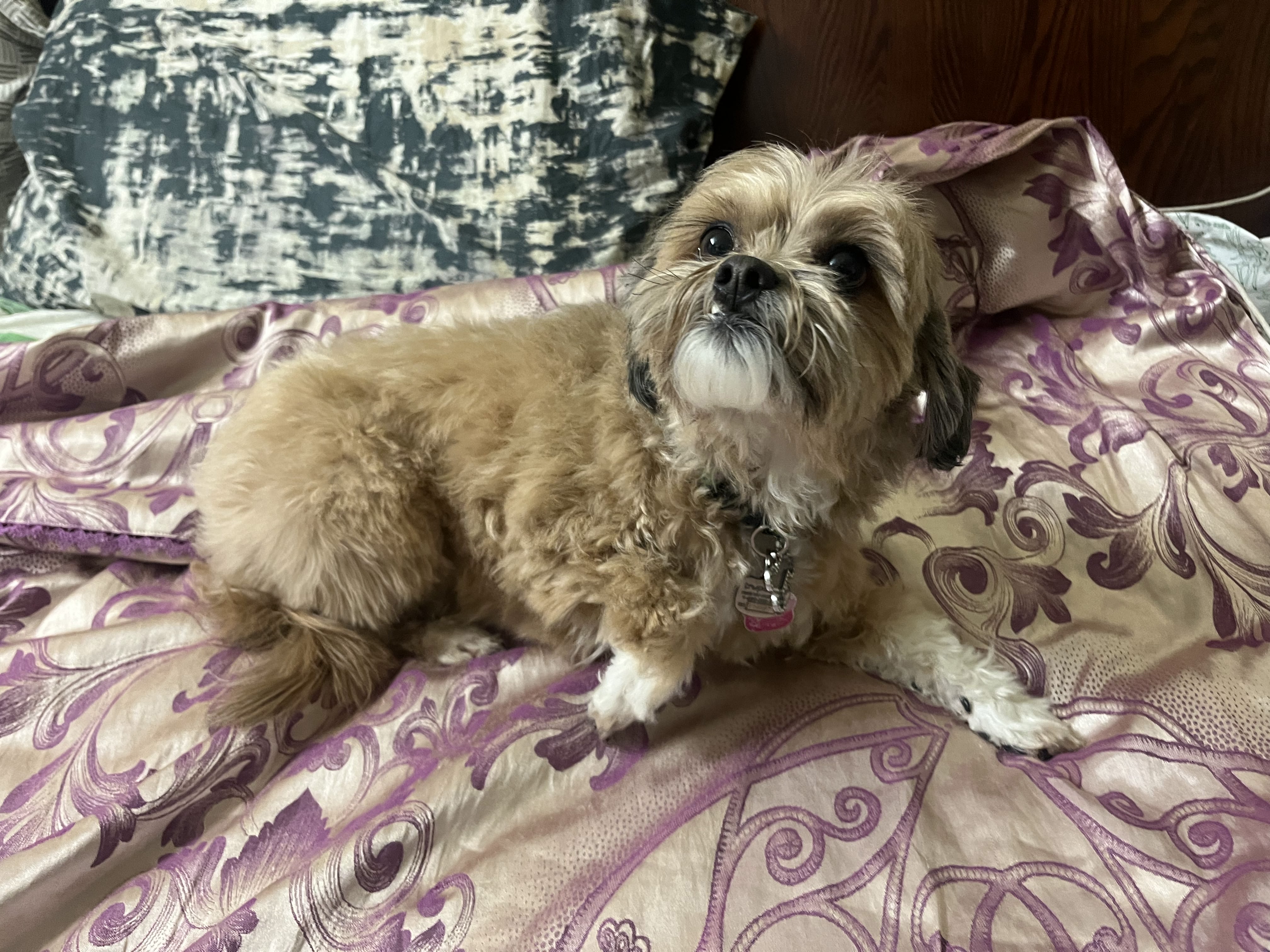 Cute fluffy tan Shih Tzu mix dog lying on a purple satin blanket with matching pillows looking at camera — grooming and boarding at Altona K9 Centre Pickering Ontario GTA
