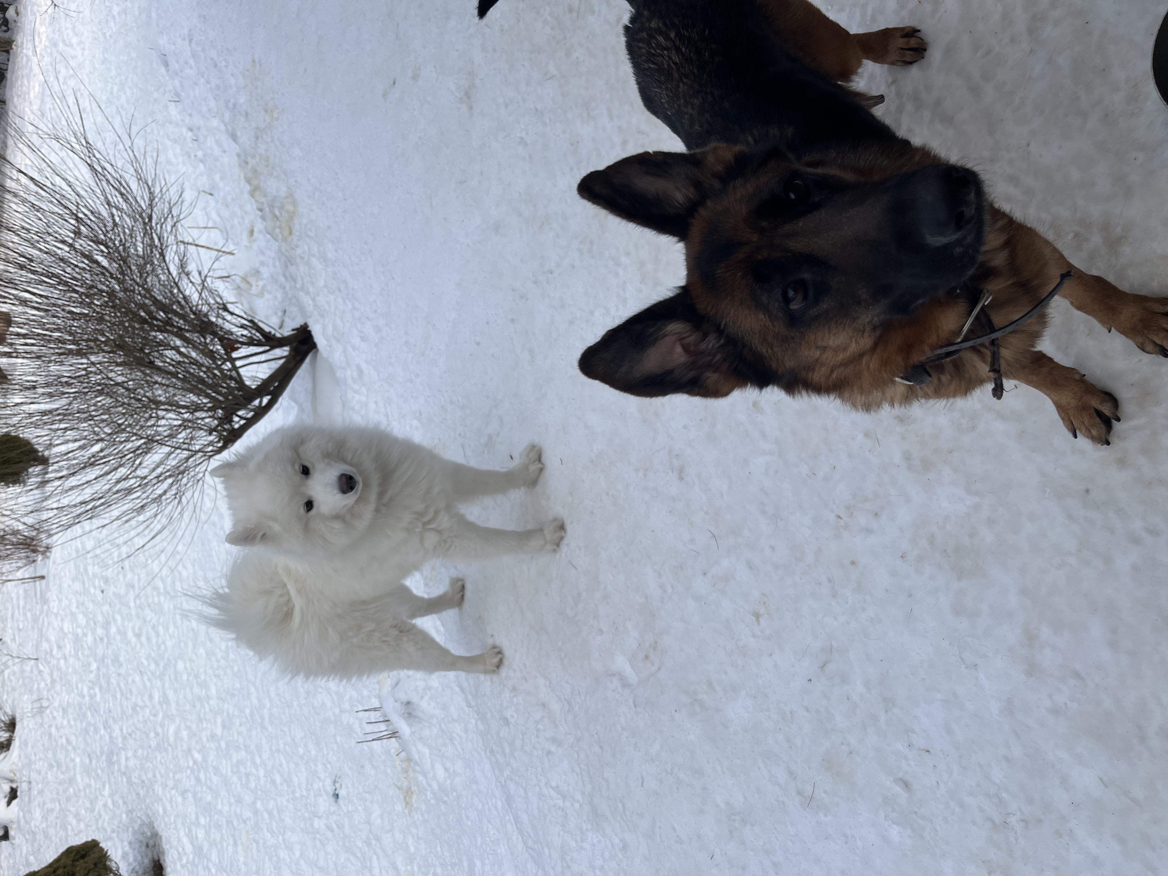 Fluffy white Samoyed and black and tan German Shepherd standing together in a snowy winter yard — winter doggy daycare and pack socialisation at Altona K9 Centre Pickering Ontario GTA