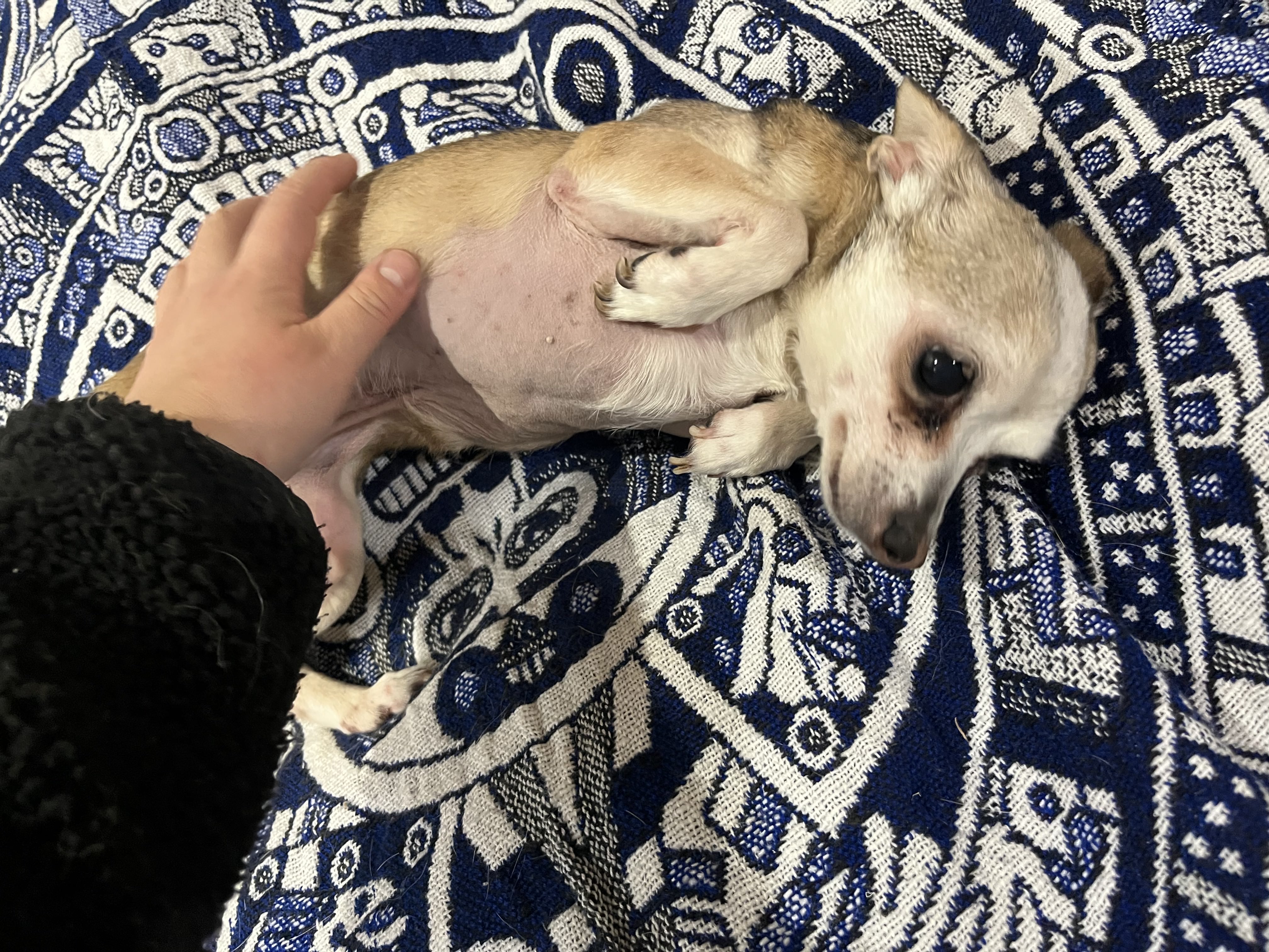 Adorable fawn Chihuahua lying on a blue patterned blanket getting belly rubs from human hand — small breed daycare and love at Altona K9 Centre Pickering Ontario