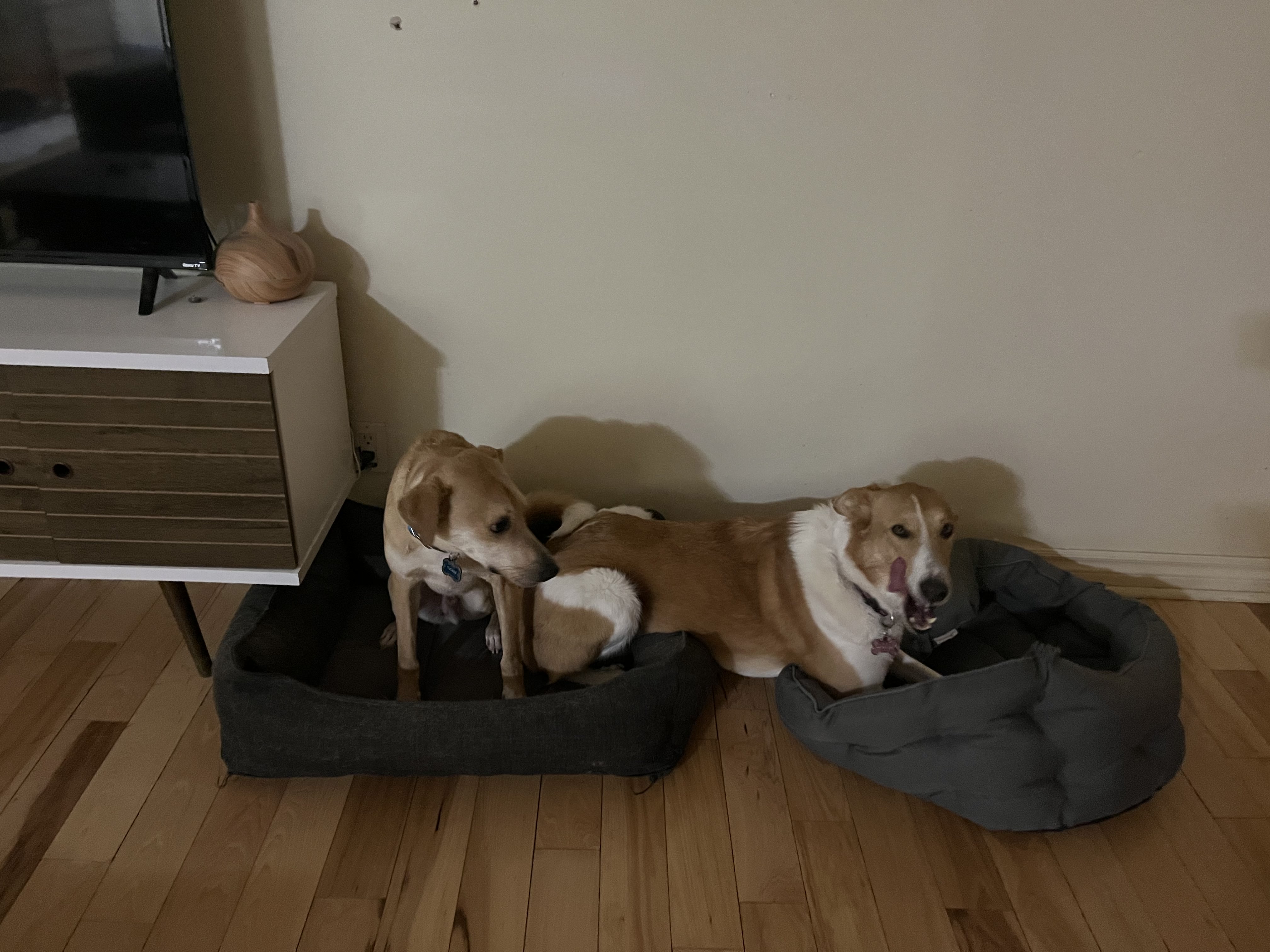 Two tan mixed breed dogs lounging in matching black and grey dog beds side by side in a living room — comfortable boarding at Altona K9 Centre Pickering Ontario GTA
