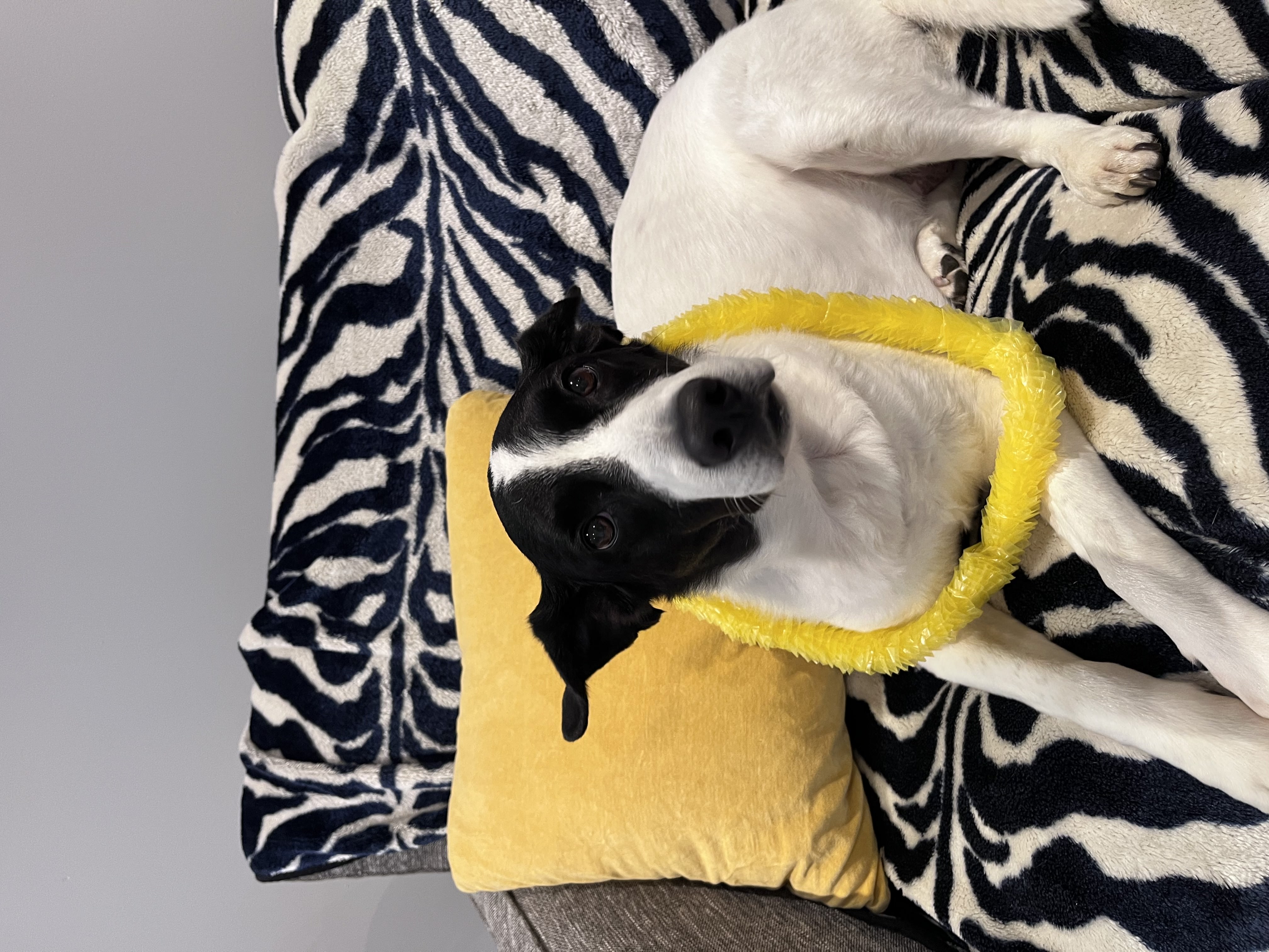 Black and white Border Collie mix wearing a yellow flower lei lying on zebra print couch blanket — boarding and daycare at Altona K9 Centre Pickering Ontario