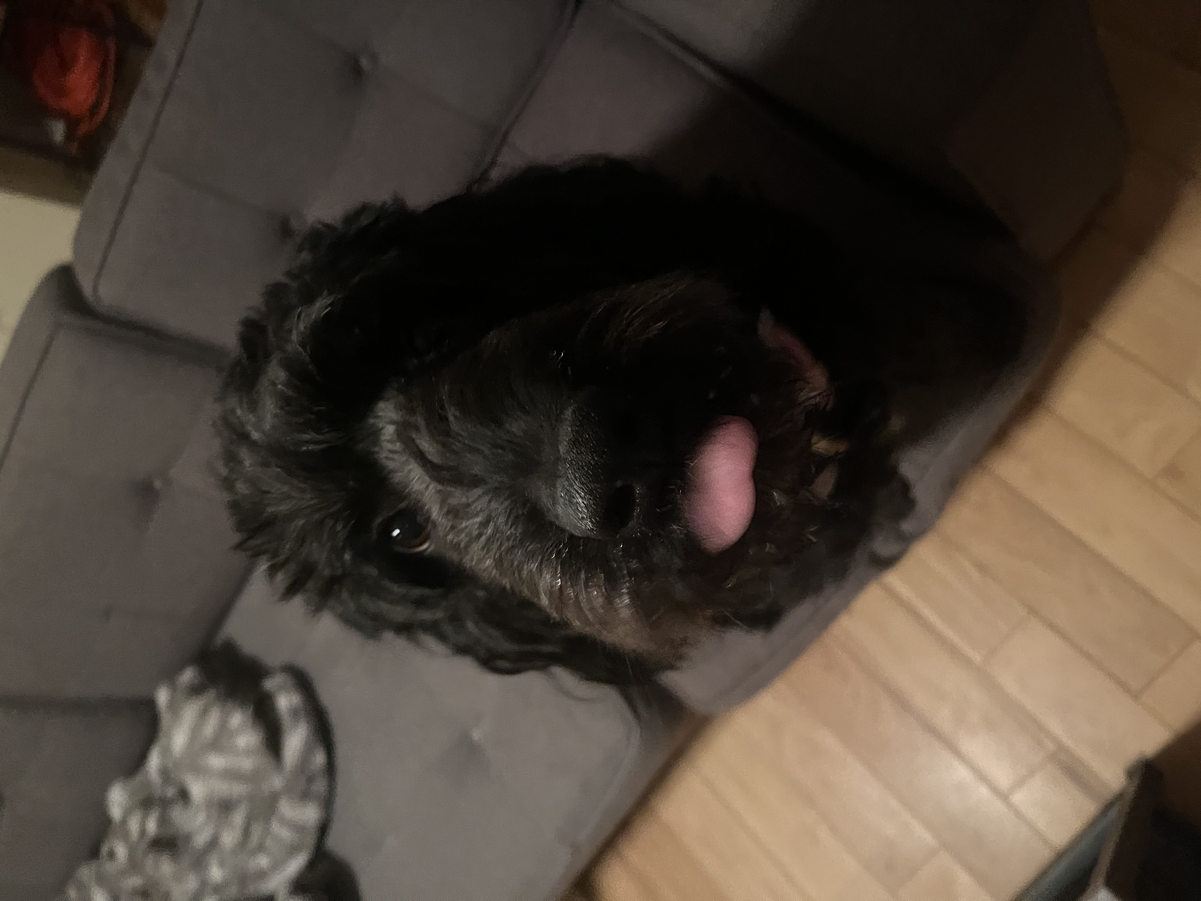 Black curly Goldendoodle sitting on grey couch with tongue out and gentle eyes — boarding and daycare at Altona K9 Centre Pickering Ontario