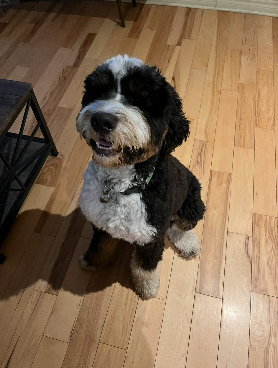 Adorable black and white Bernedoodle sitting on hardwood floor with happy smile and green harness — boarding and daycare at Altona K9 Centre Pickering Ontario GTA