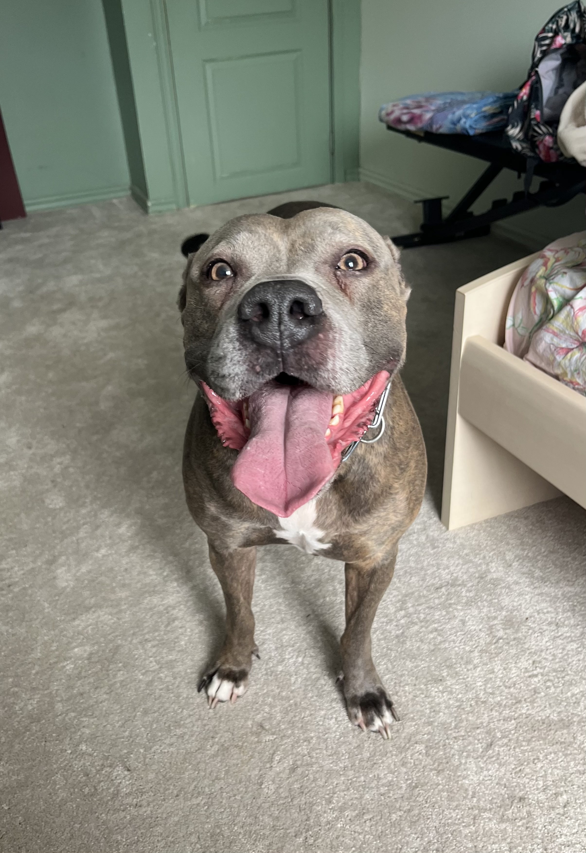 Smiling brindle Pitbull Staffy sitting on carpet with tongue out and happy expression looking up — boarding and daycare at Altona K9 Centre Pickering Ontario GTA