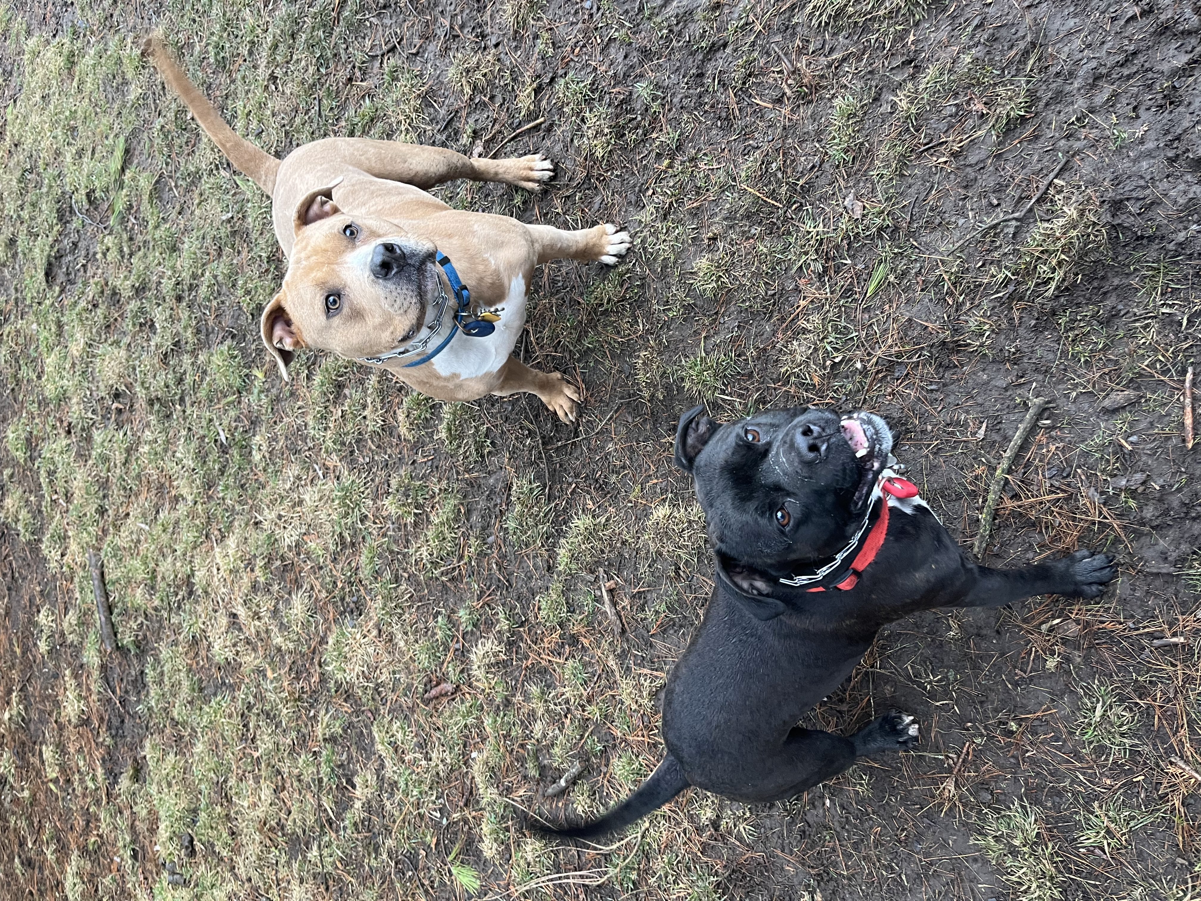 Tan Staffy and black Staffy standing together on muddy ground looking up at camera with happy expressions — doggy daycare outdoor play at Altona K9 Centre Pickering Ontario GTA