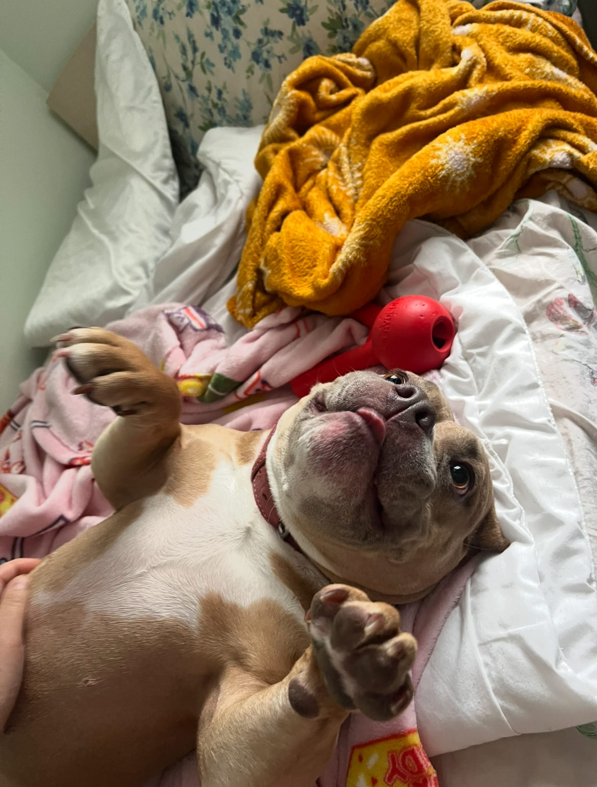 Cute fawn and white French Bulldog lying upside down on a bed with red Kong toy and cozy blankets — puppy boarding at Altona K9 Centre Pickering Ontario