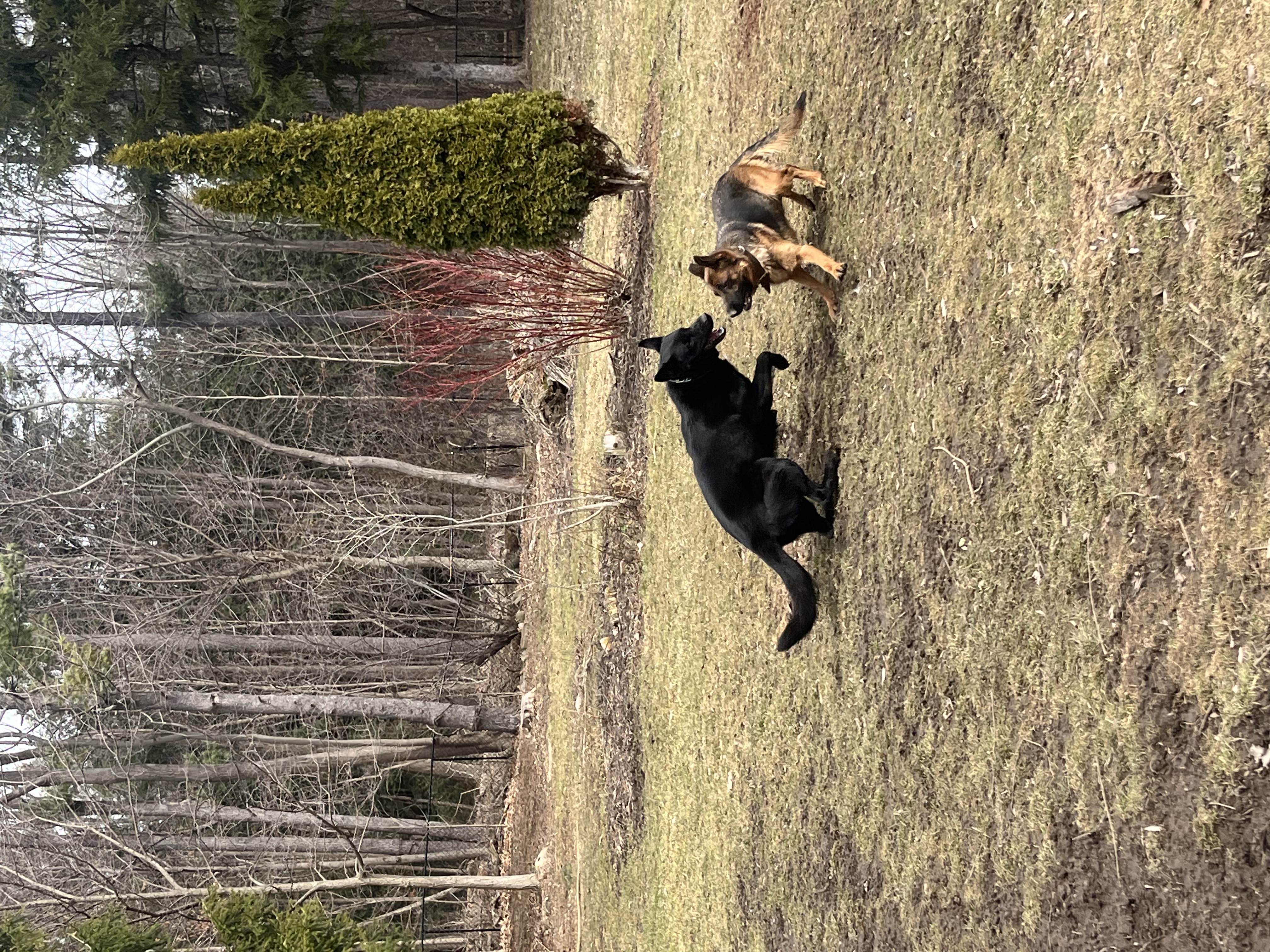 Black German Shepherd and sable GSD puppy play-fighting face to face on a spring lawn with trees in background — dog training socialisation at Altona K9 Centre Pickering Ontario GTA