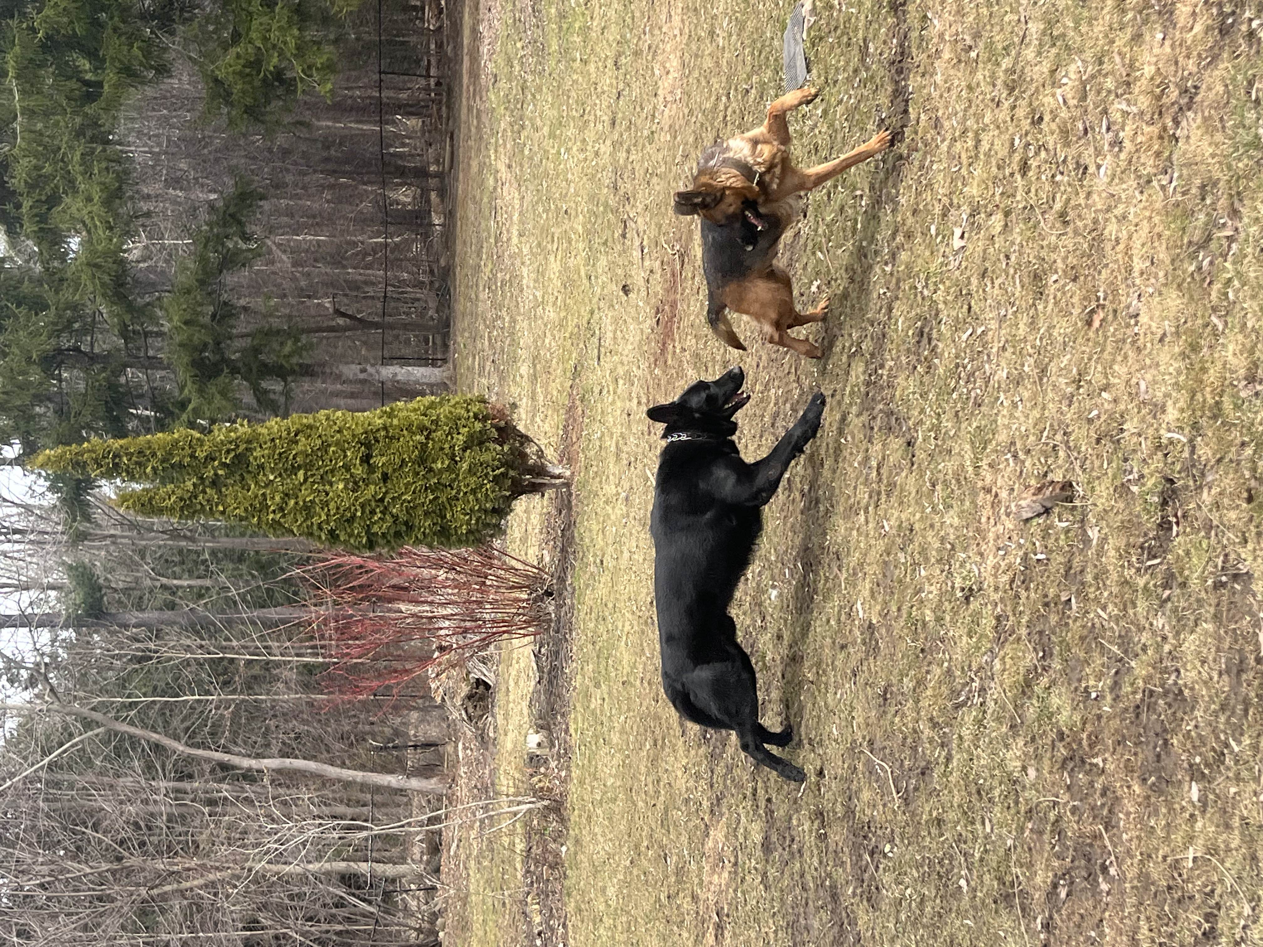 Black German Shepherd and sable German Shepherd puppy playing chase on muddy green lawn in spring — dog training and socialisation at Altona K9 Centre Pickering Ontario GTA
