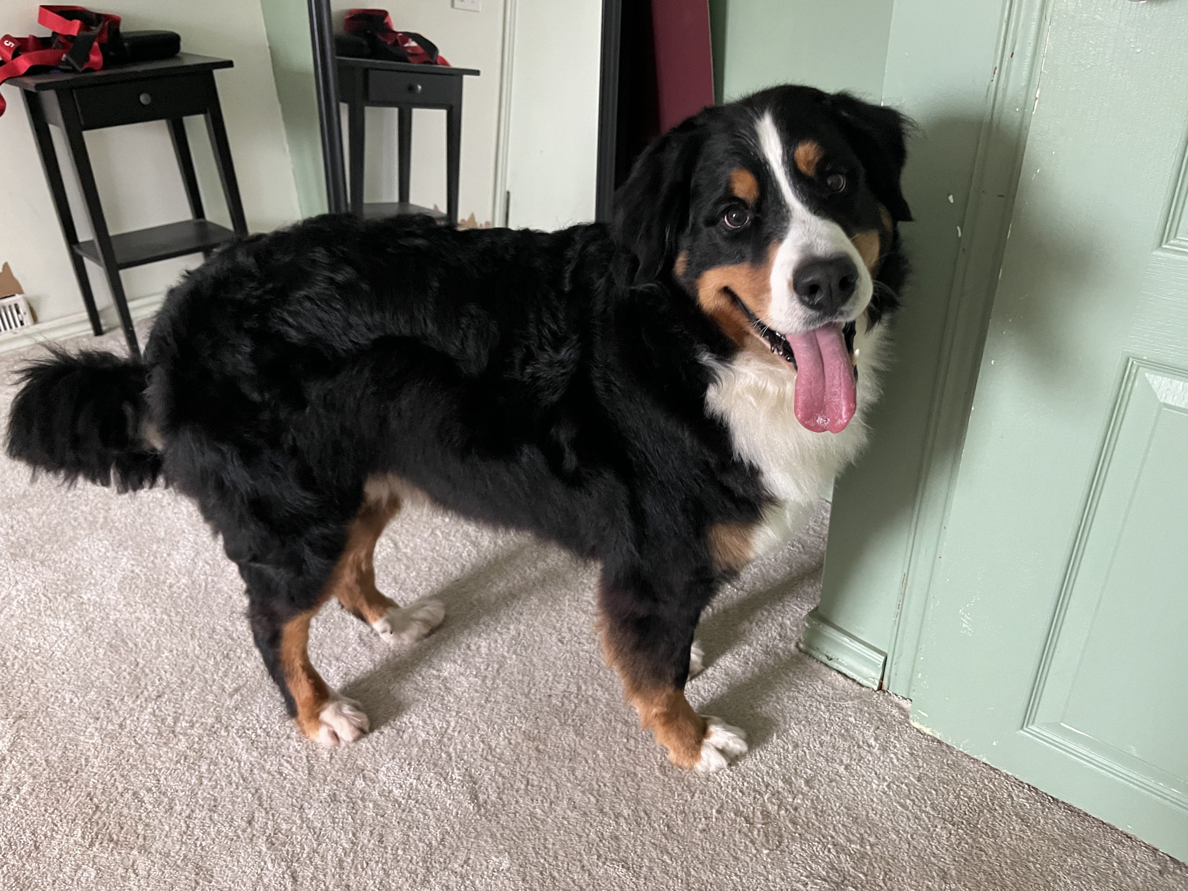Beautiful tricolour Bernese Mountain Dog standing indoors with tongue out and happy expression by a green door — boarding and daycare at Altona K9 Centre Pickering Ontario GTA